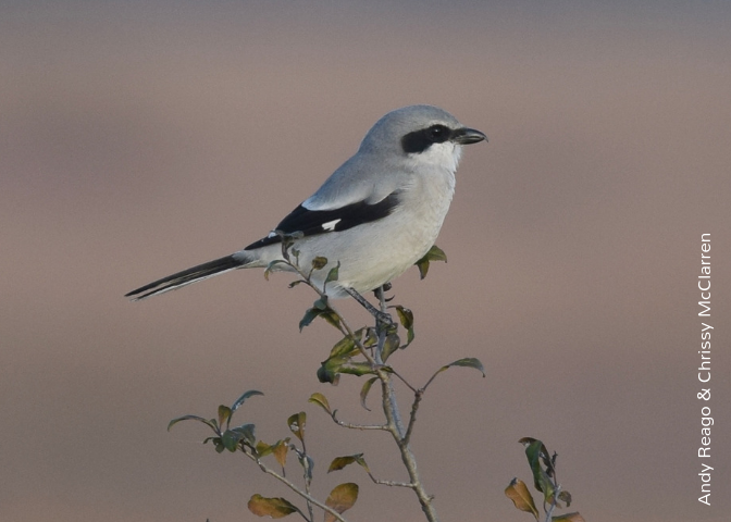Loggerhead shrike