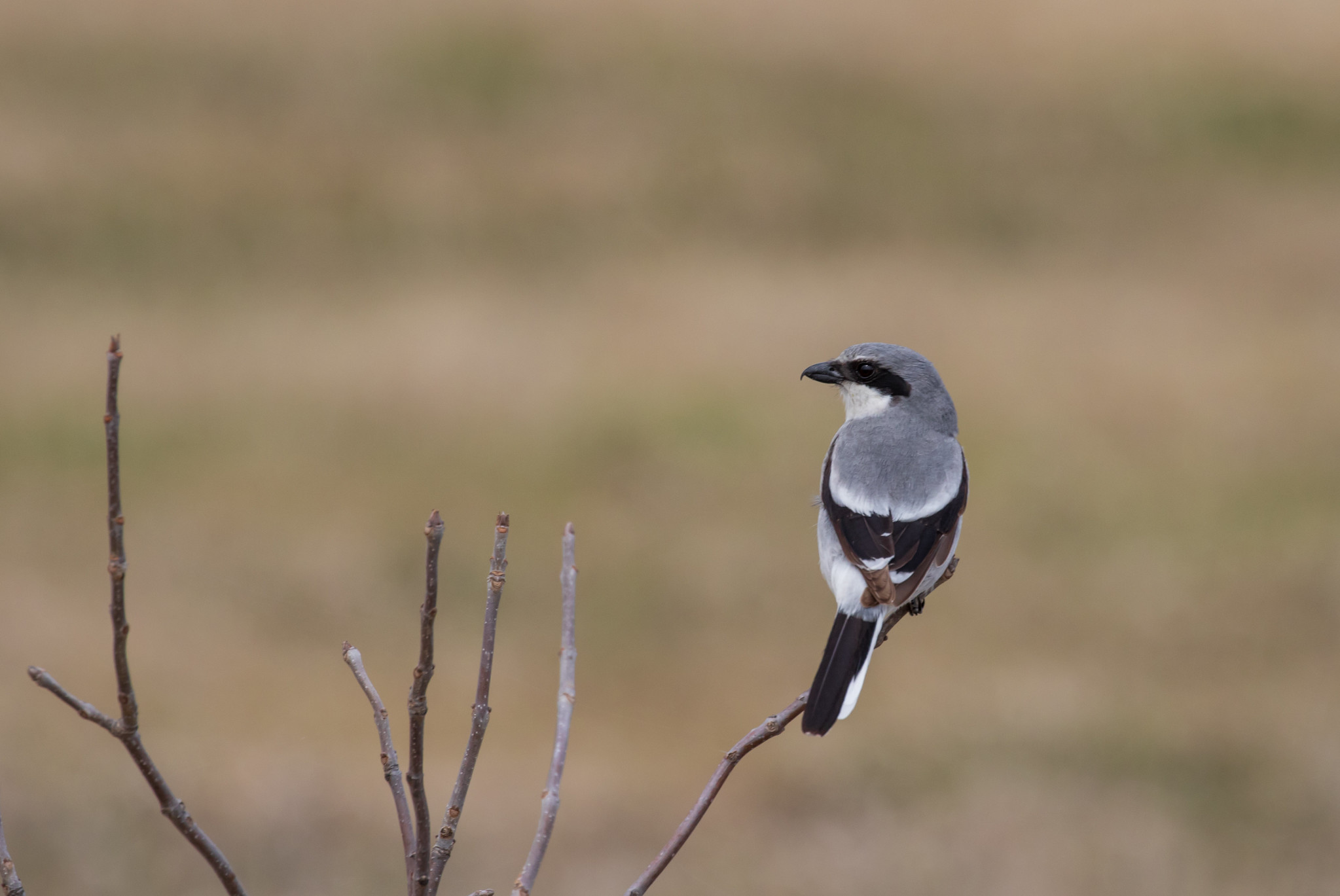 A loggerhead shrike perched on the tip of a bare branch, with a grassy field in the background.