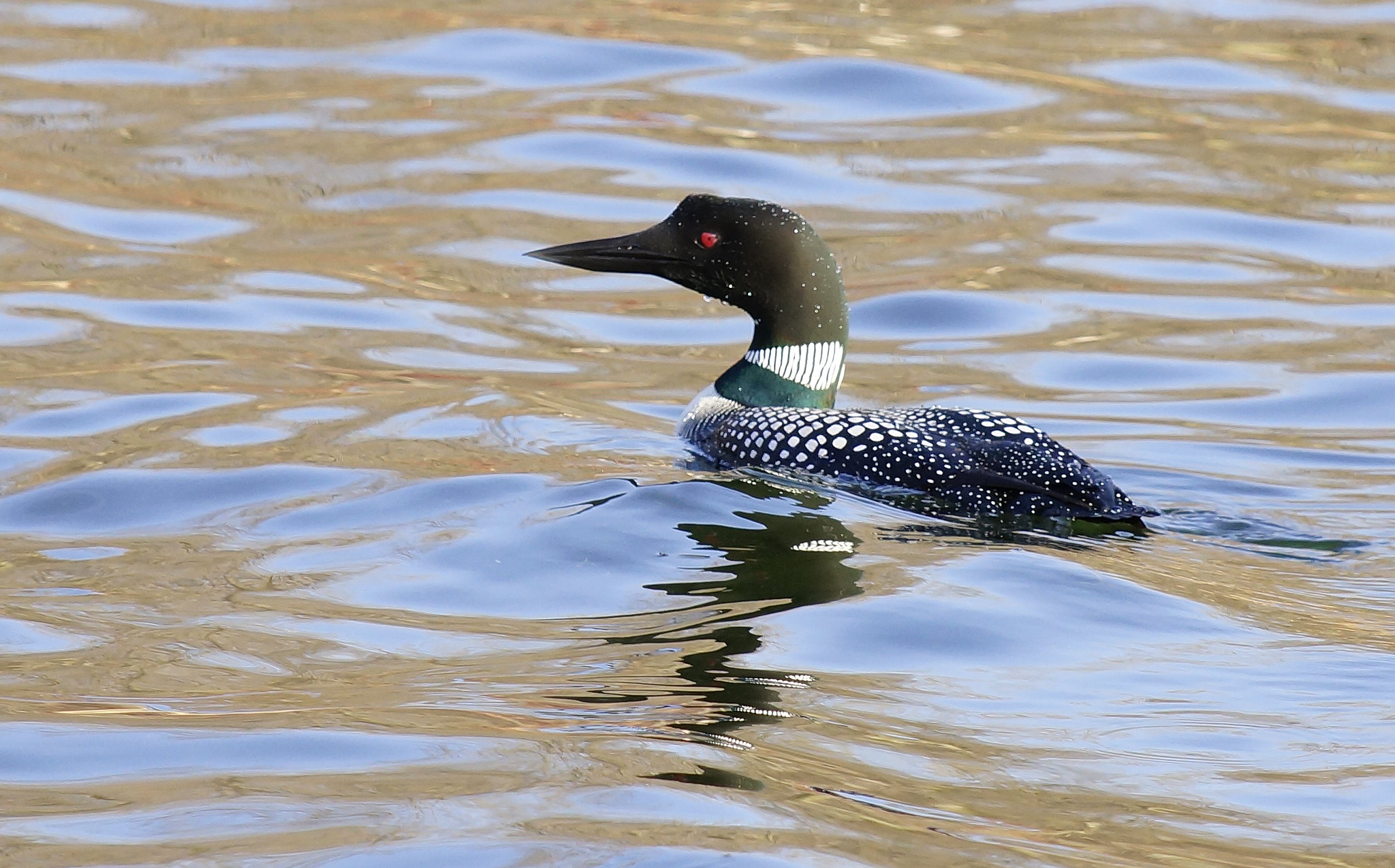 A loon on the Mississippi River