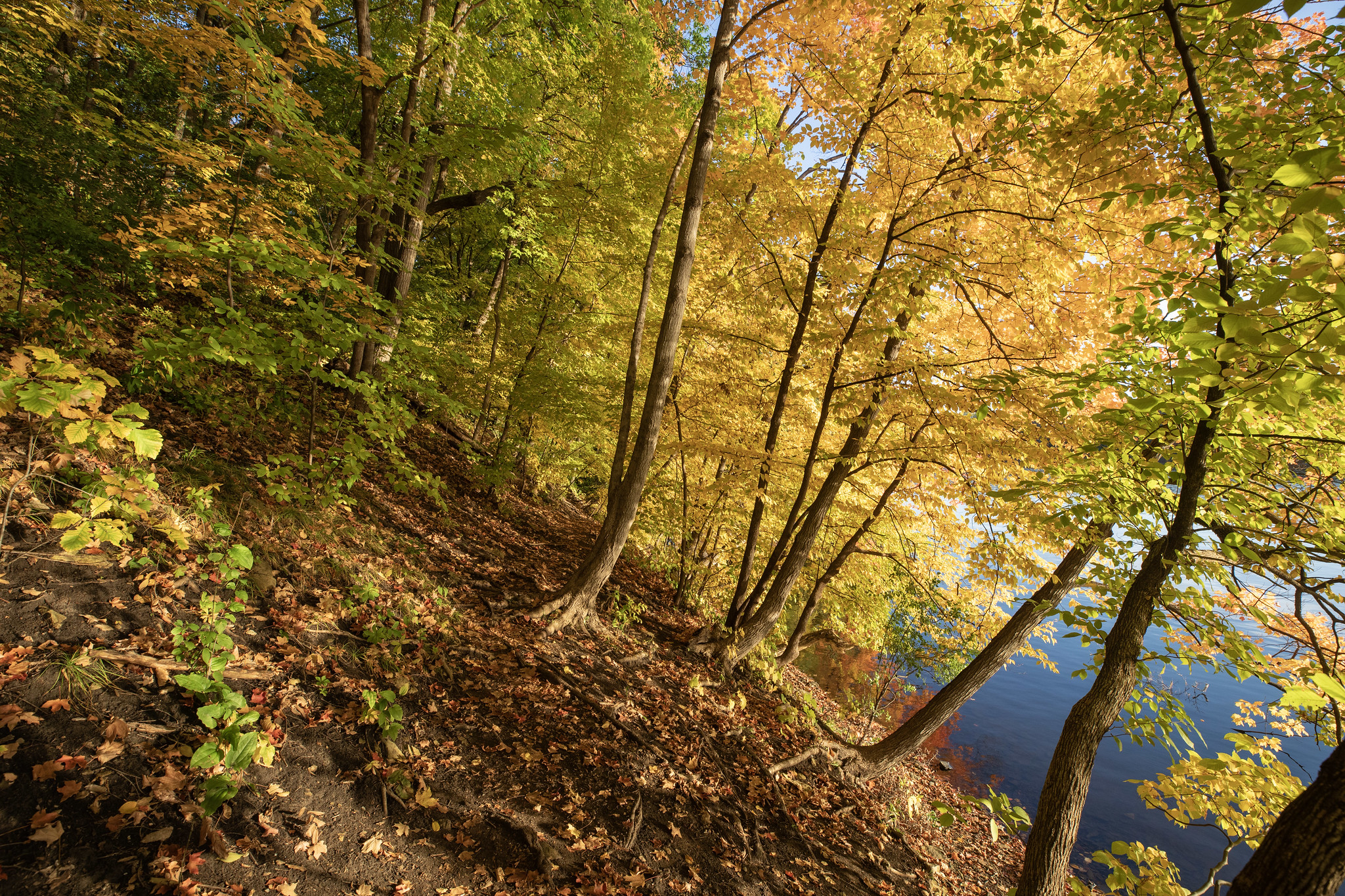 Maple basswood gorge hikes Golden maple basswood forest by the river