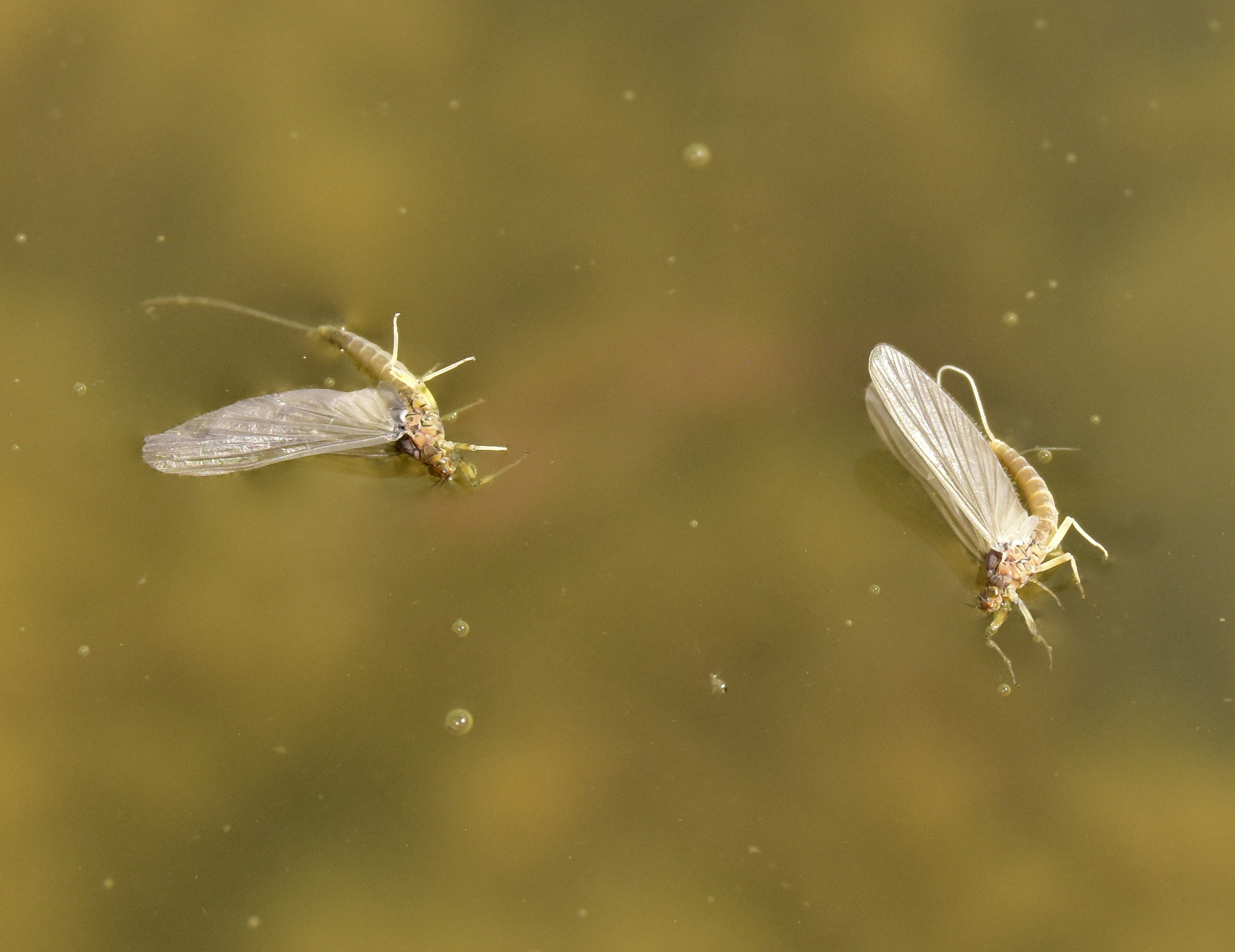 A close-up of two mayflies.