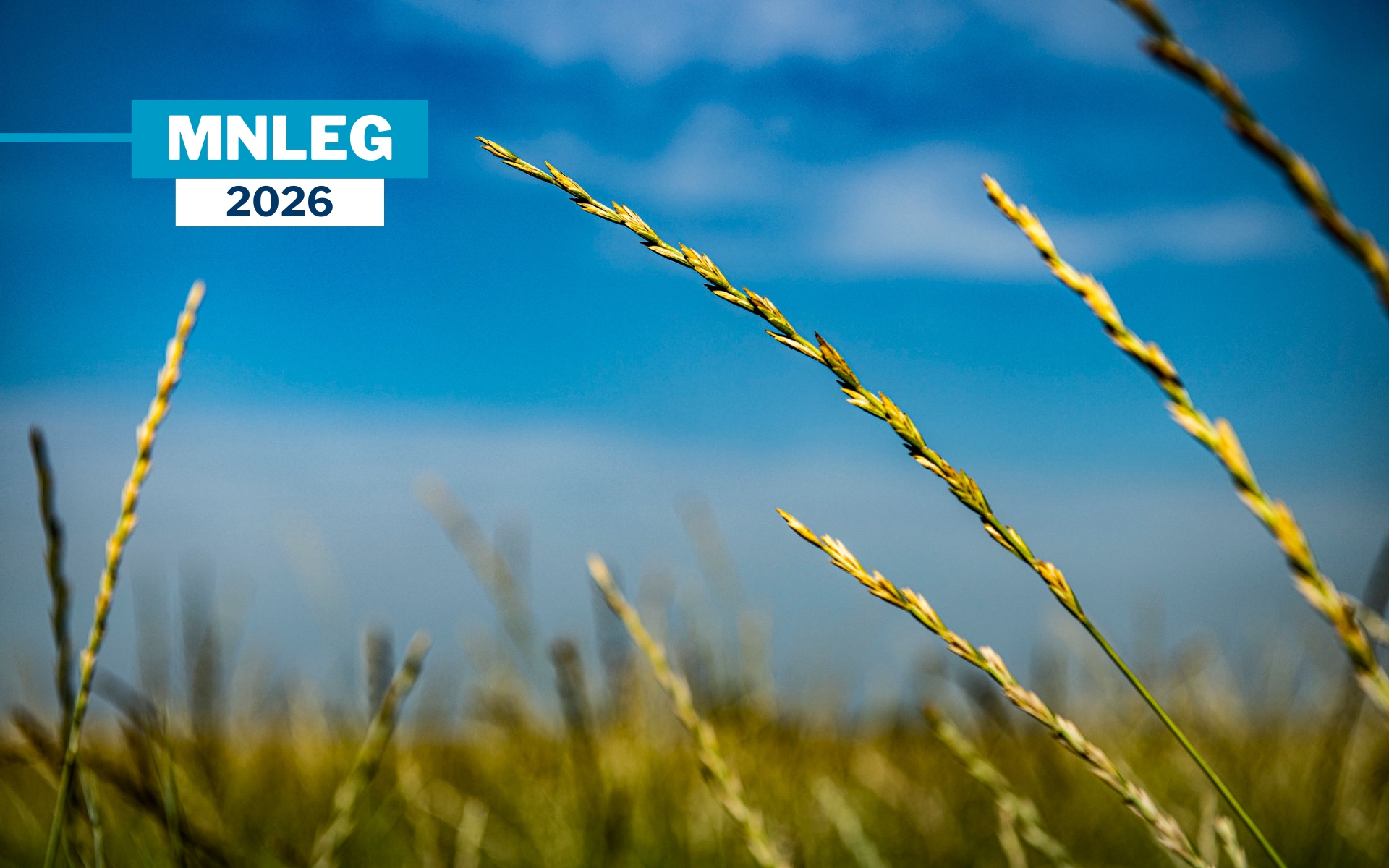 A strand of Kernza against a blue sky.