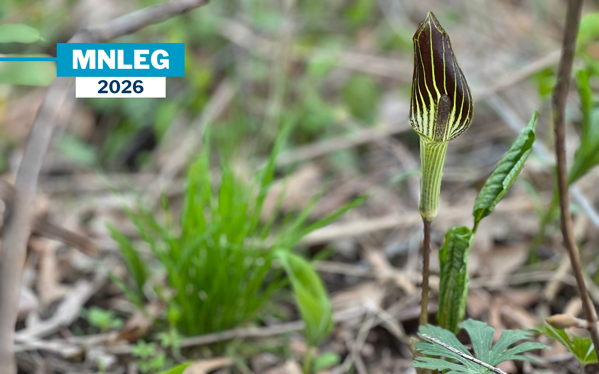 Skunk cabbage at Rosemount Preserve