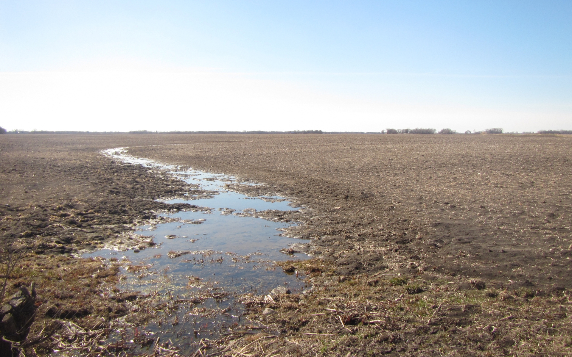 Sediment-laden runoff during spring on bare, brown cropland.