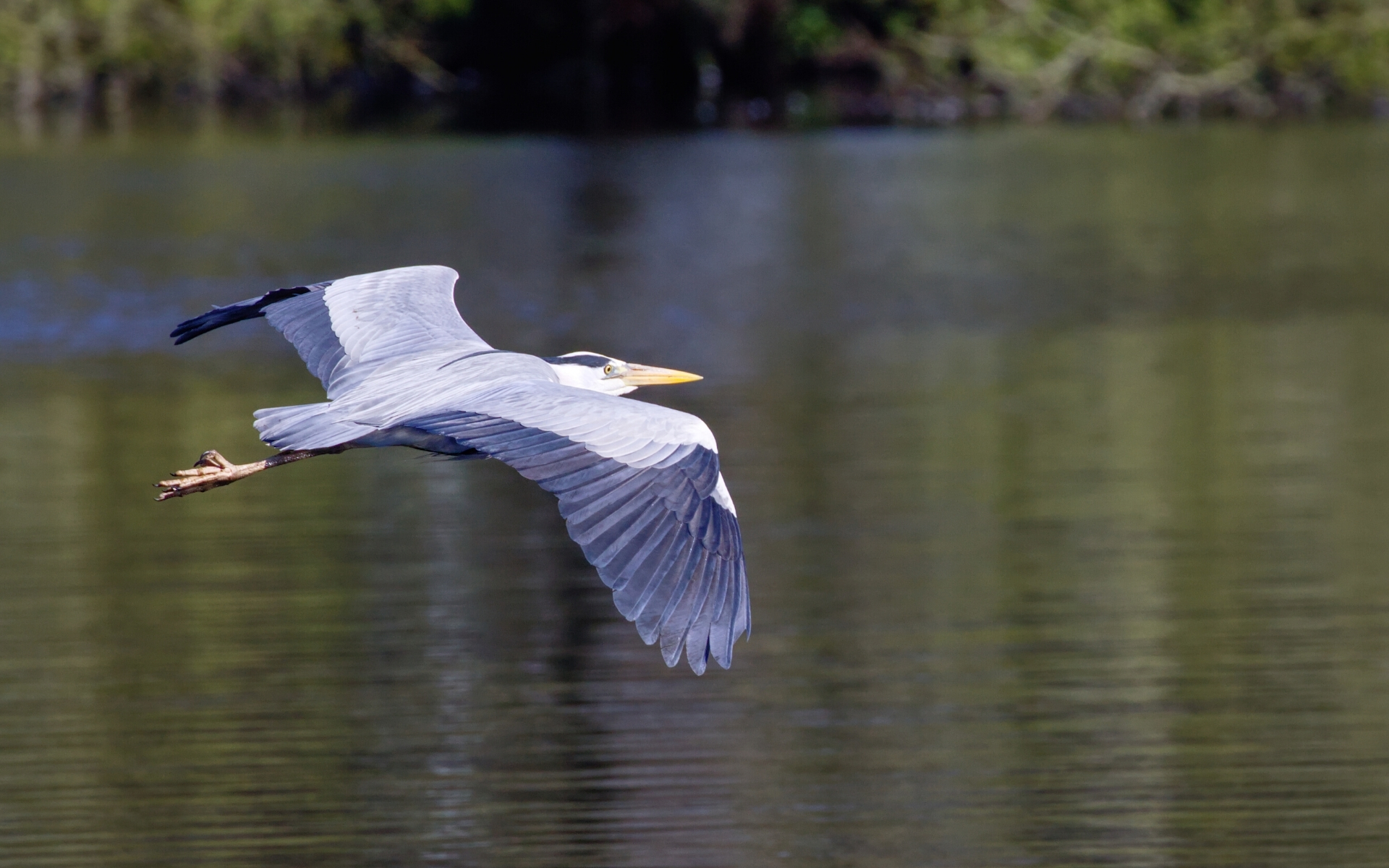 Great blue heron flying over water