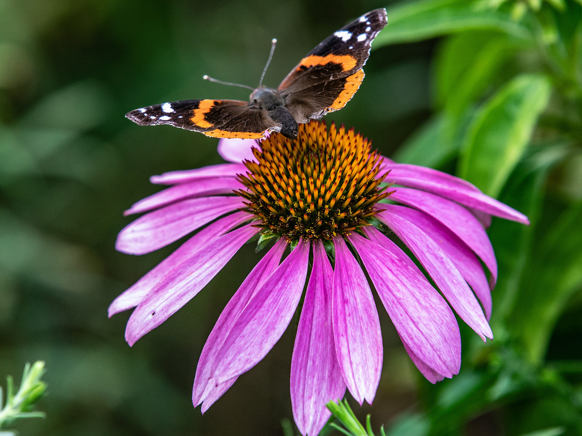 Purple coneflower and red admiral