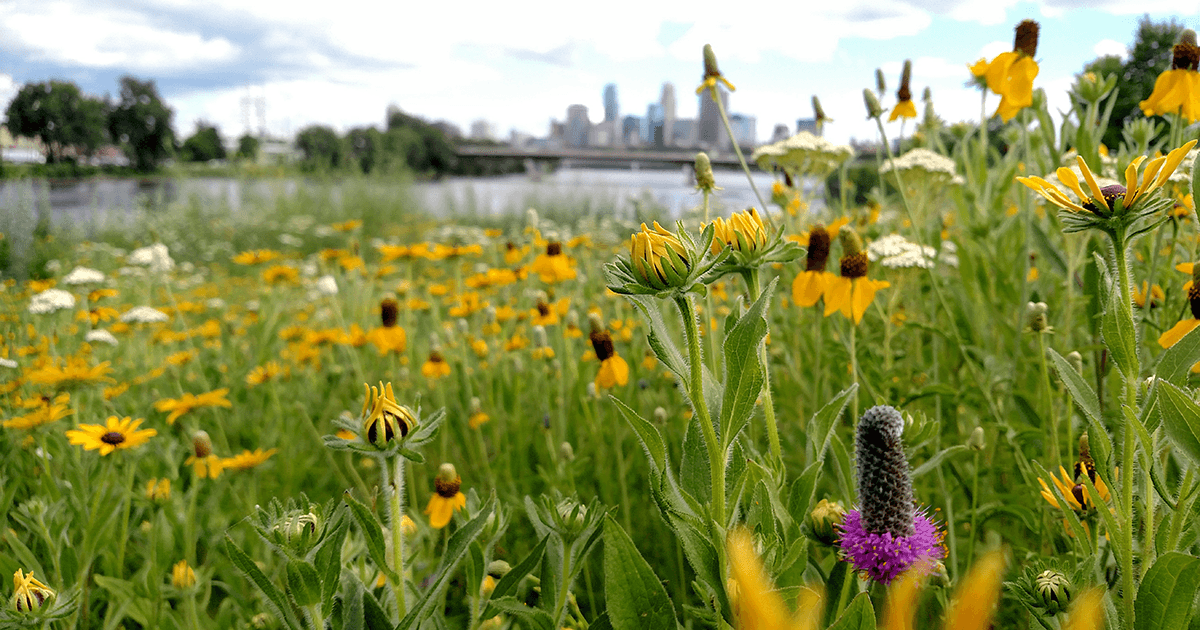 Black-eyed Susans and other prairie plants by the river in Minneapolis