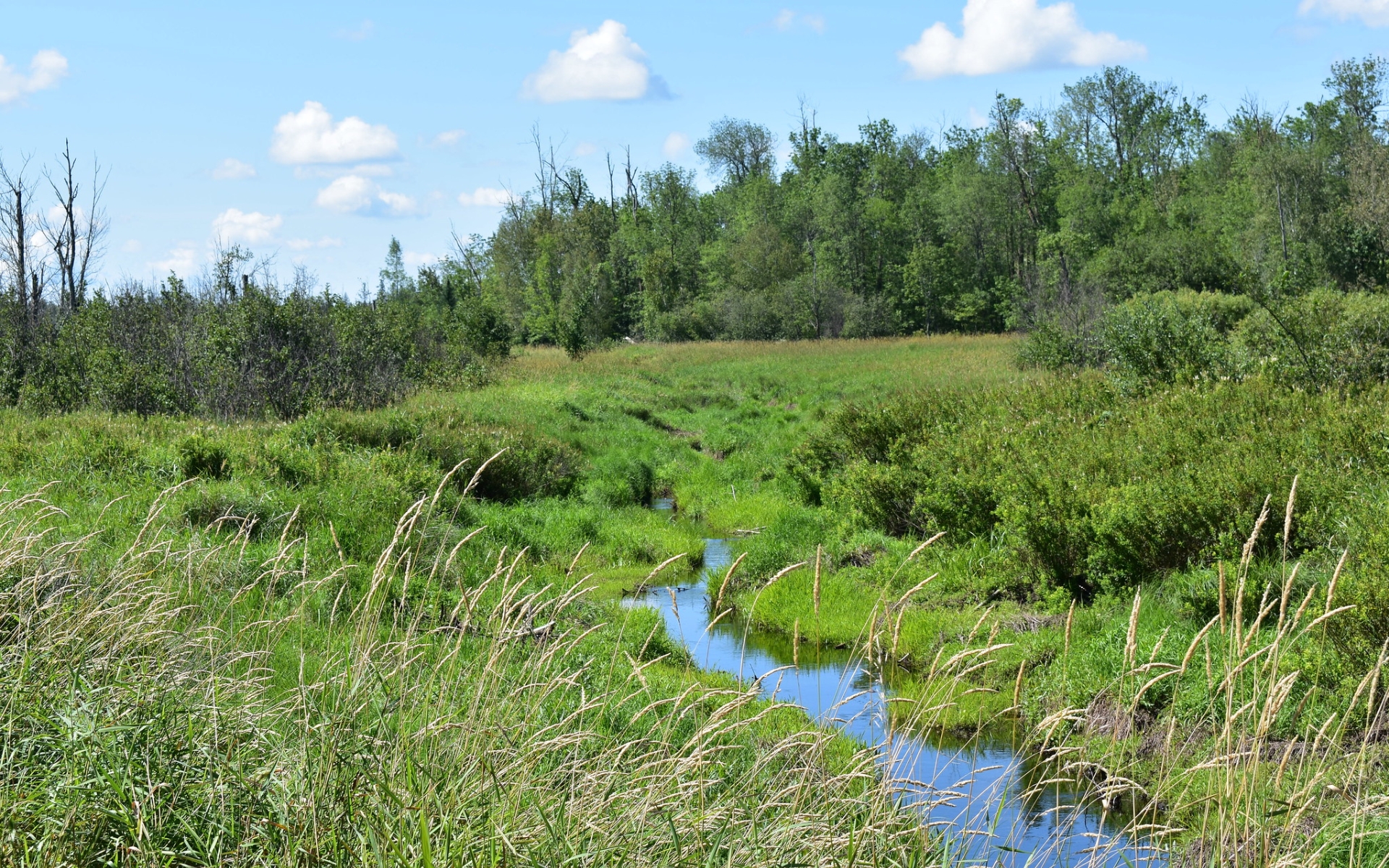 A small stream cuts through lush, green land near the proposed site of the Tamarack mine.