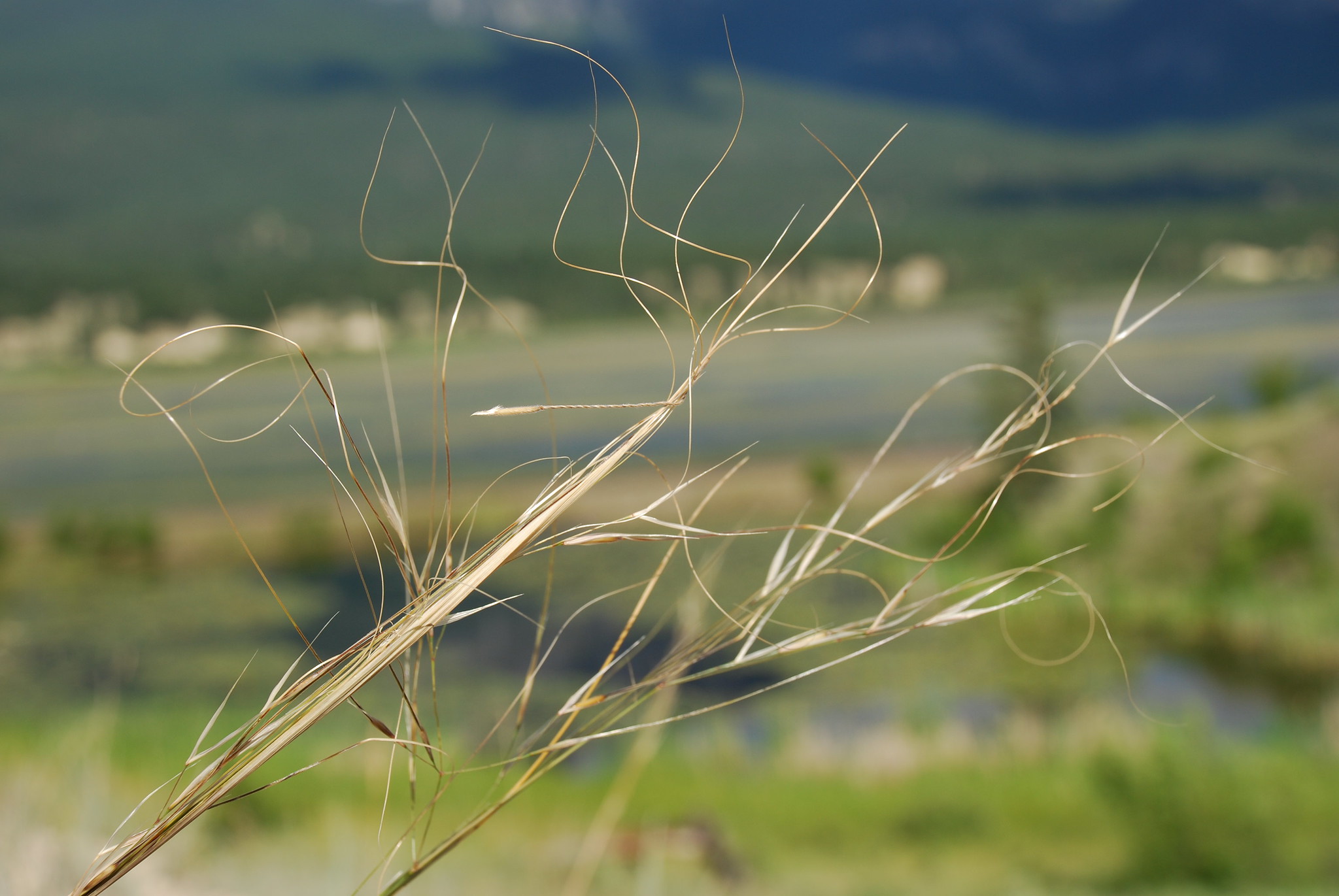 Needle and thread grass