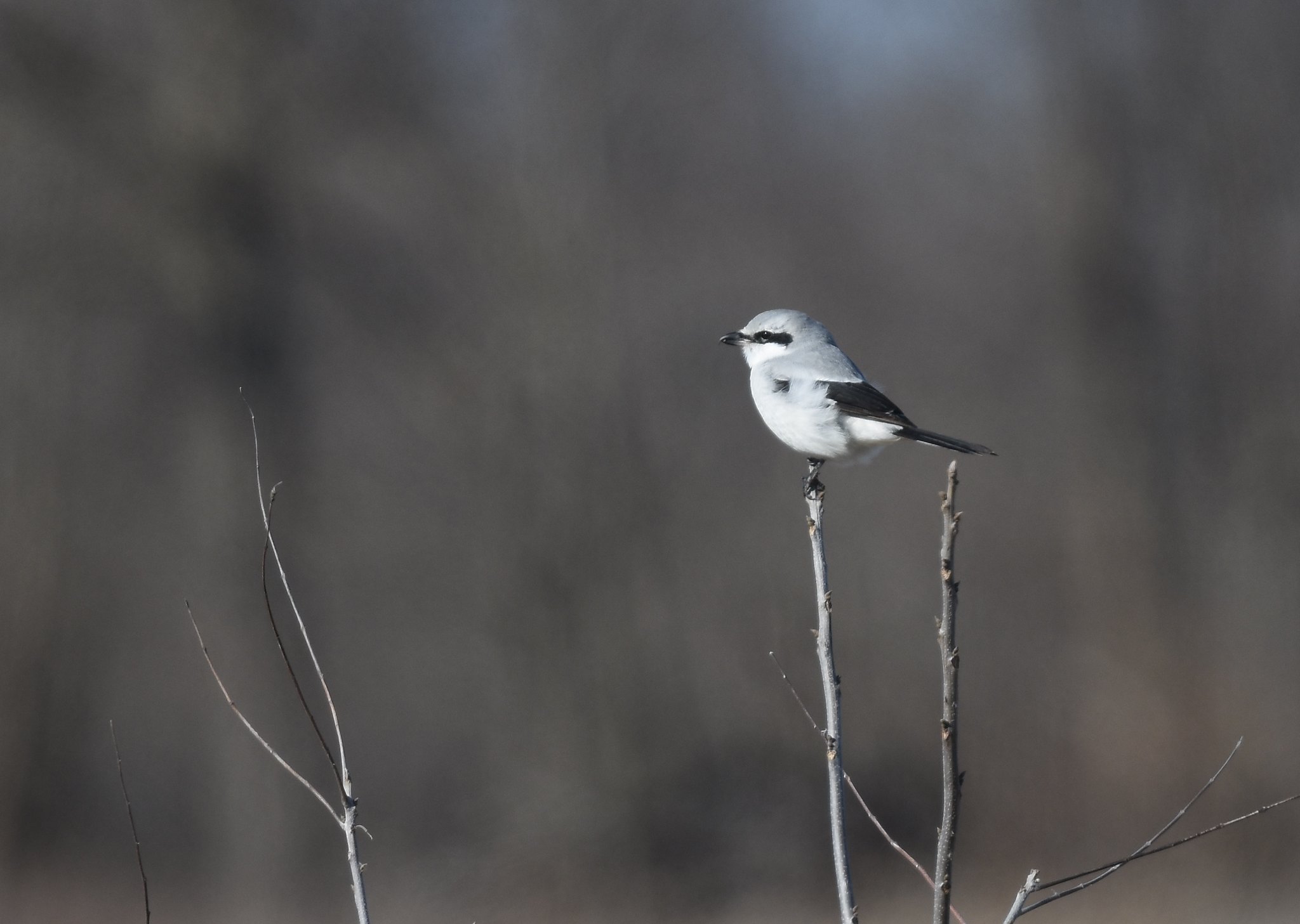 Northern shrike