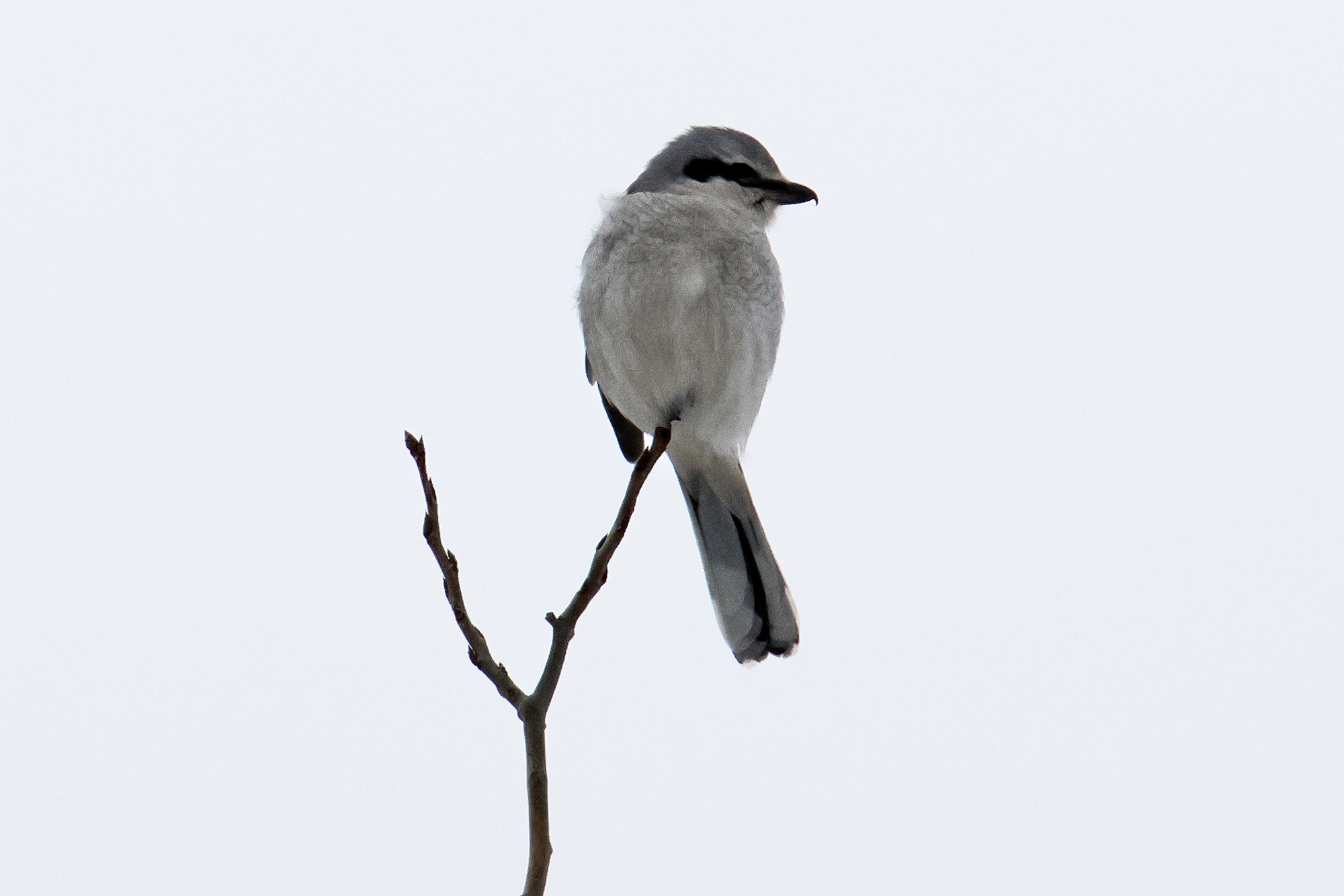 Northern shrike at VRAMA