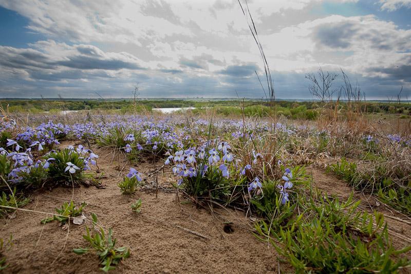 Grey Cloud SNA is known for its prairie dunes and terraces