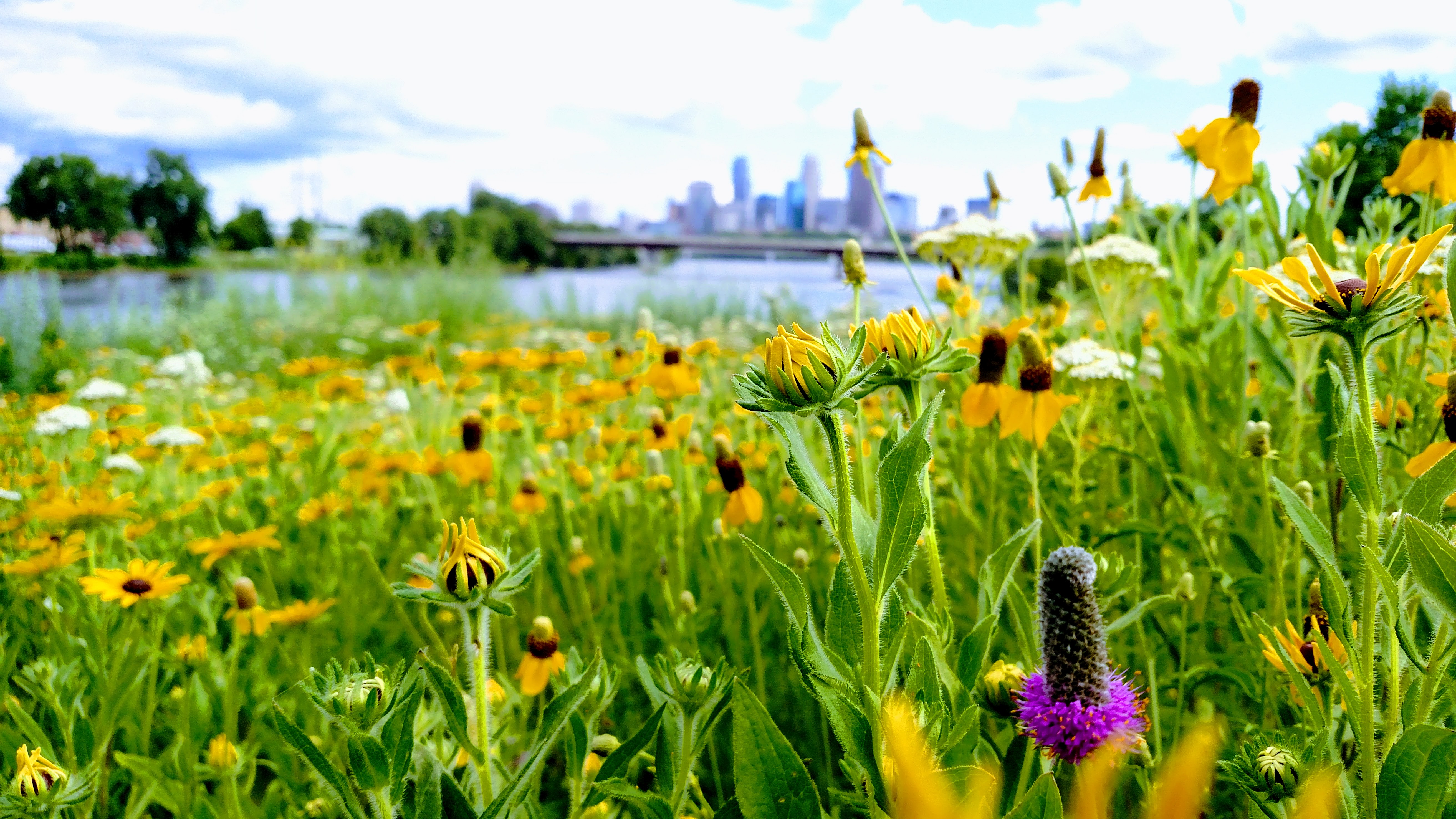 Blooming wildflowers with the Minneapolis skyline in the background