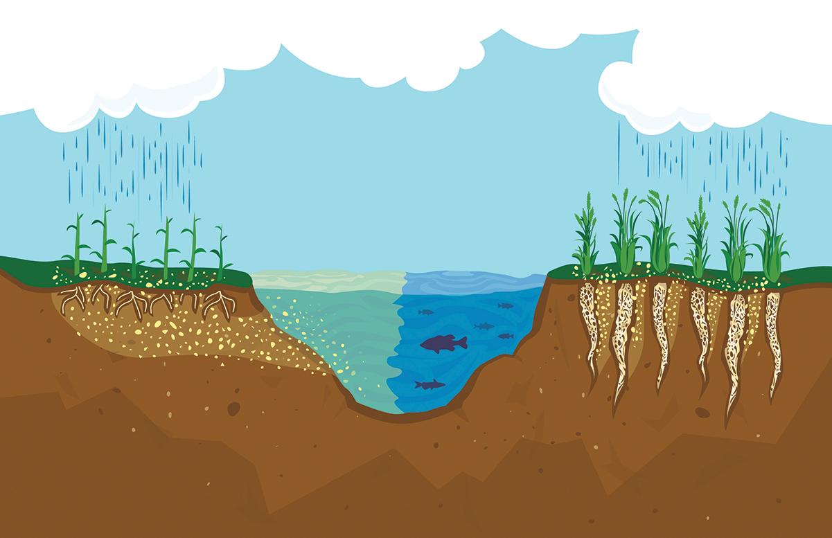 An illustration showing nitrate leaching into the water from short-rooted annuals, compared to long-rooted perennials that soak up nitrates.