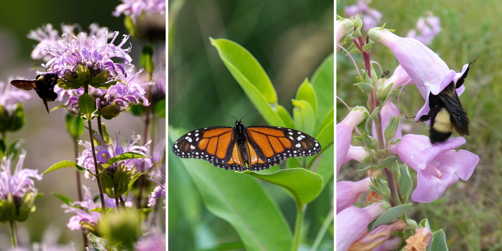 Three pollinators on native plants