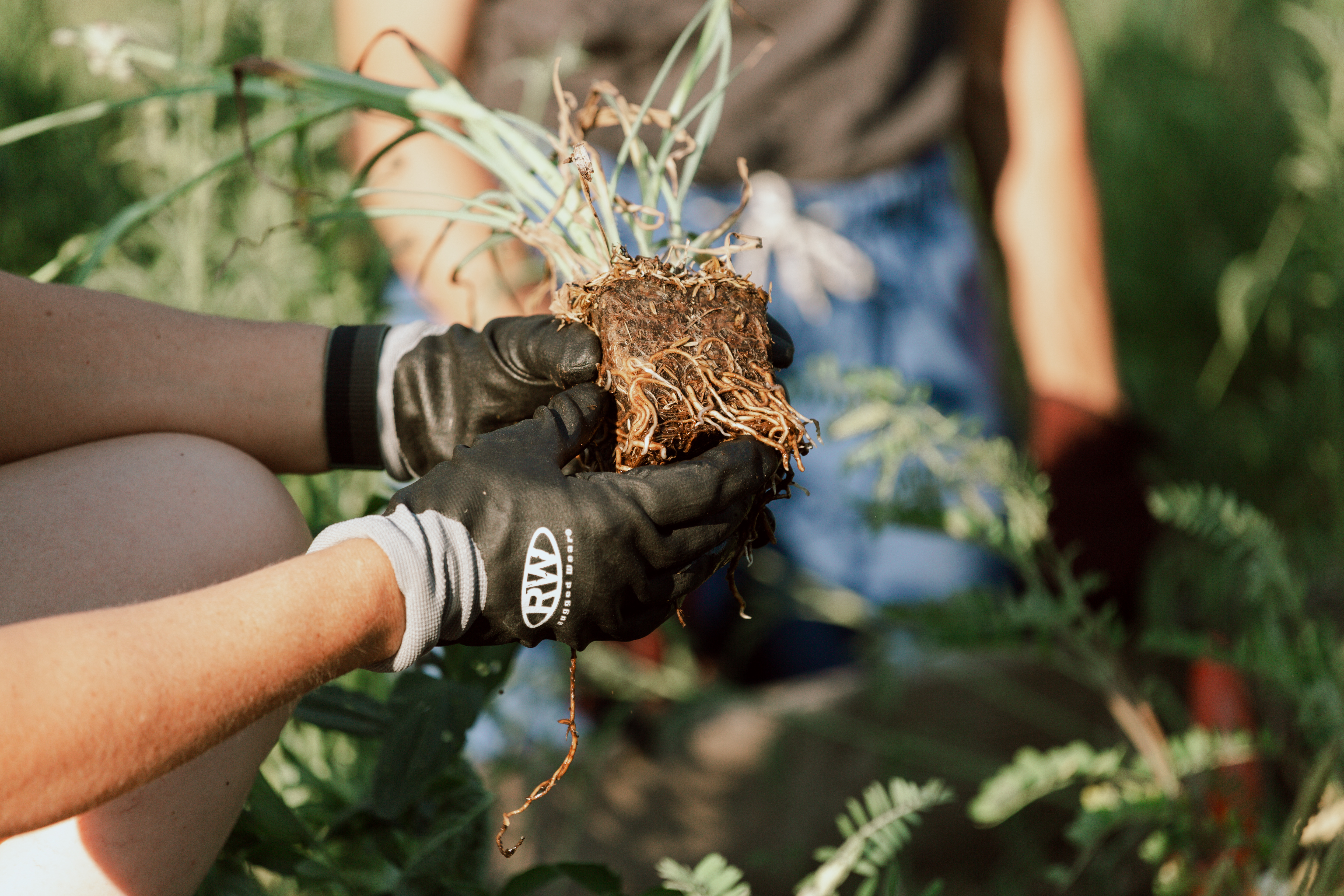 Planting demonstration