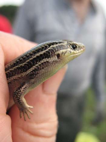 A hand holding a prairie skink. Only the skink's arms and head are visible.