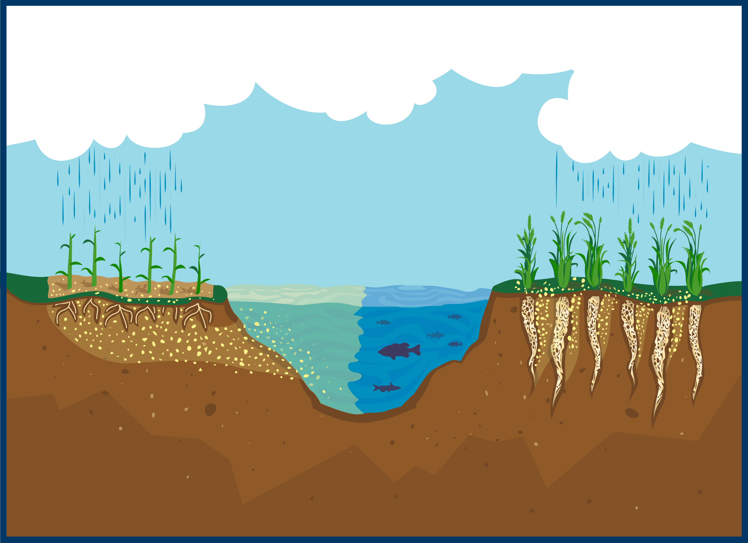 An illustration showing Kernza's long roots in the soil, keeping nitrates out of nearby waters. 