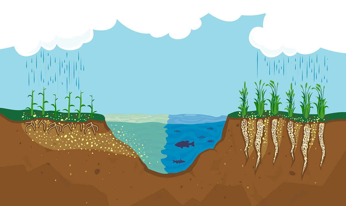 An illustration showing nitrate leaching into the water from short-rooted annuals, compared to long-rooted perennials that soak up nitrates.