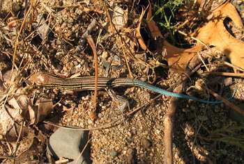 A prairie racerunner with a distinctly blue tail scamper along the ground.