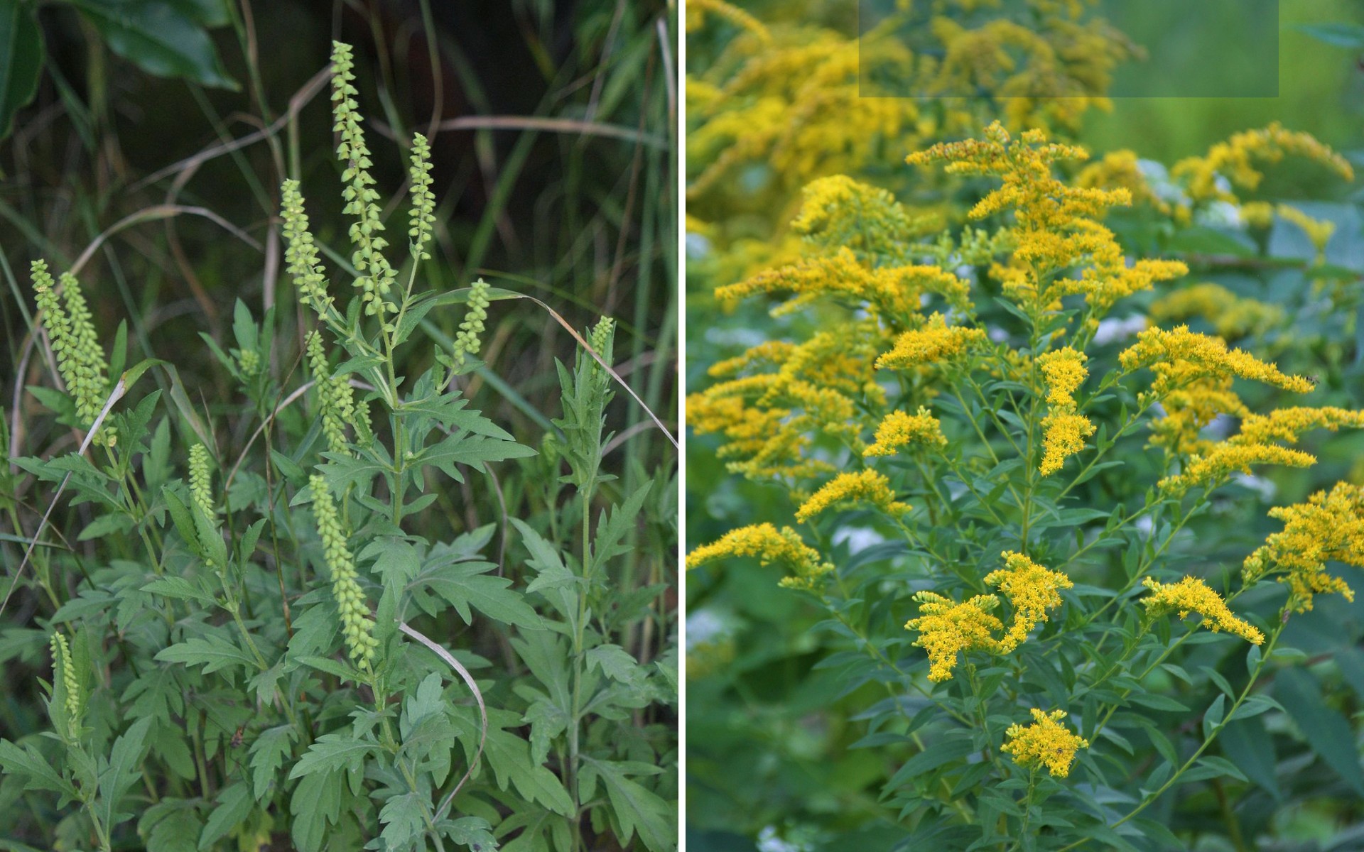 Less colorful ragweed flowers on the left, compared to showy, golden yellow goldenrod flowers on the right.
