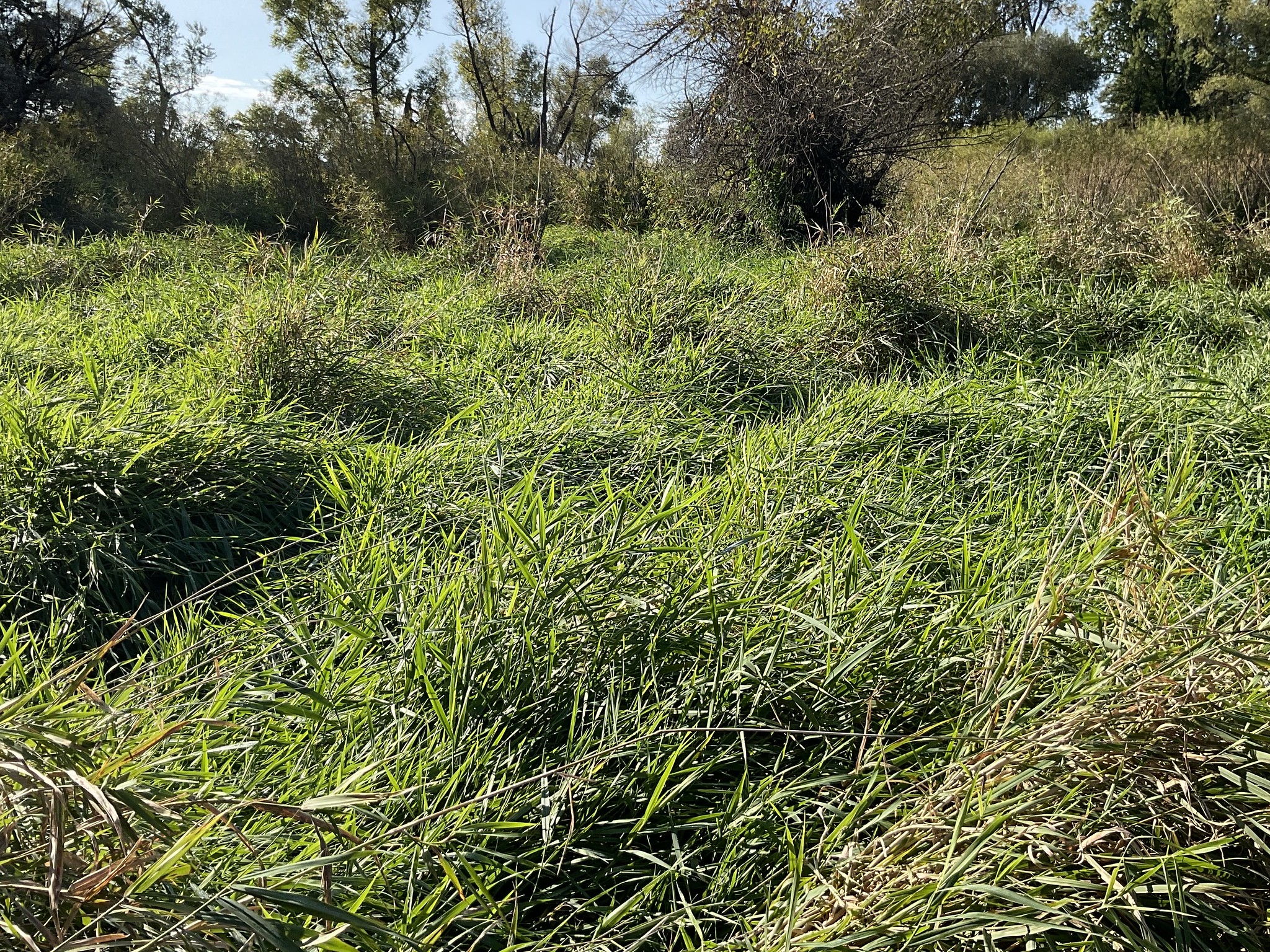 A mat of reed canary grass