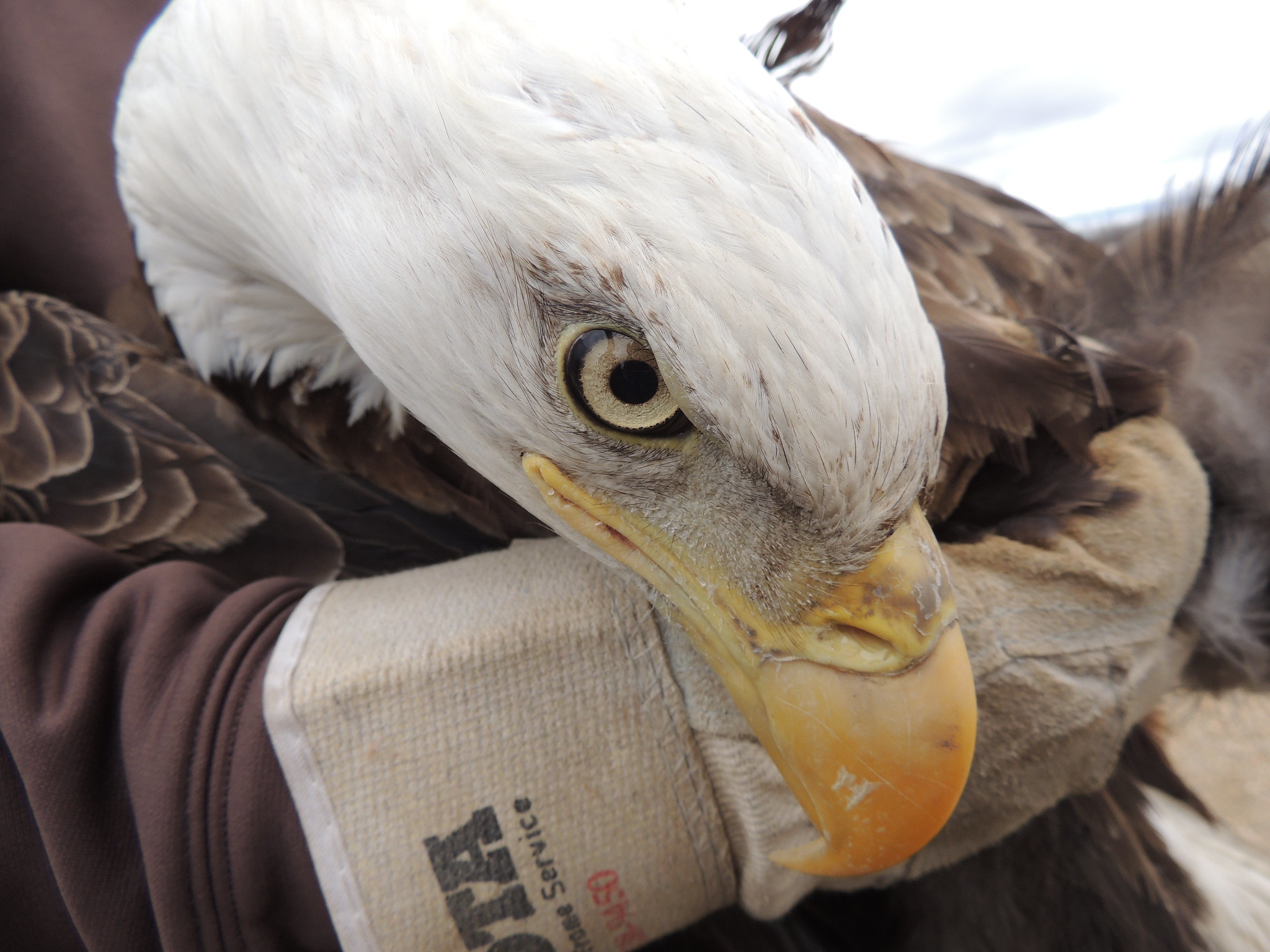 A close-up of the head of a bald eagle, with a gloved hand holding it.