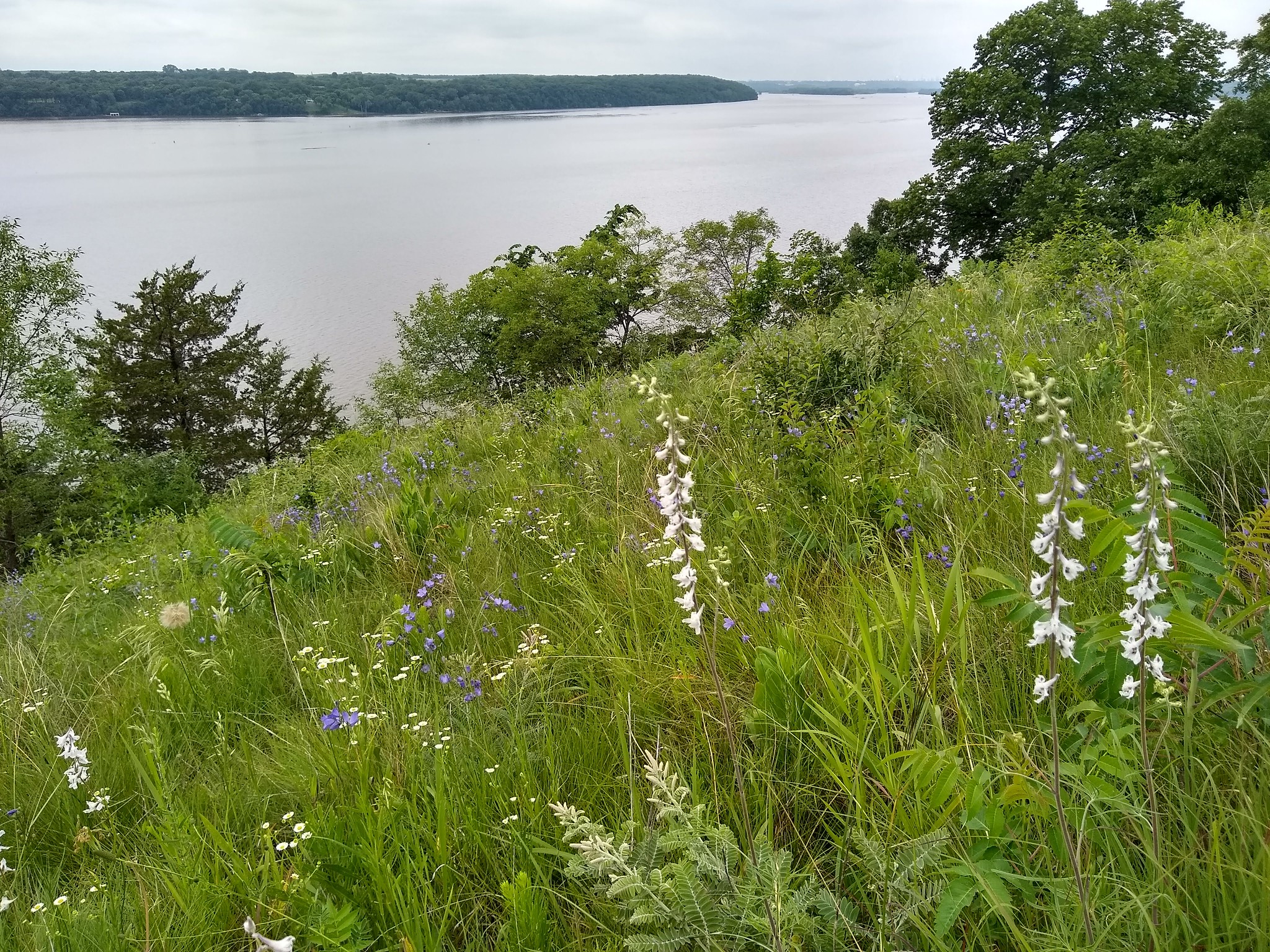 Bluff prairie near the Mississippi River at River Oaks Park