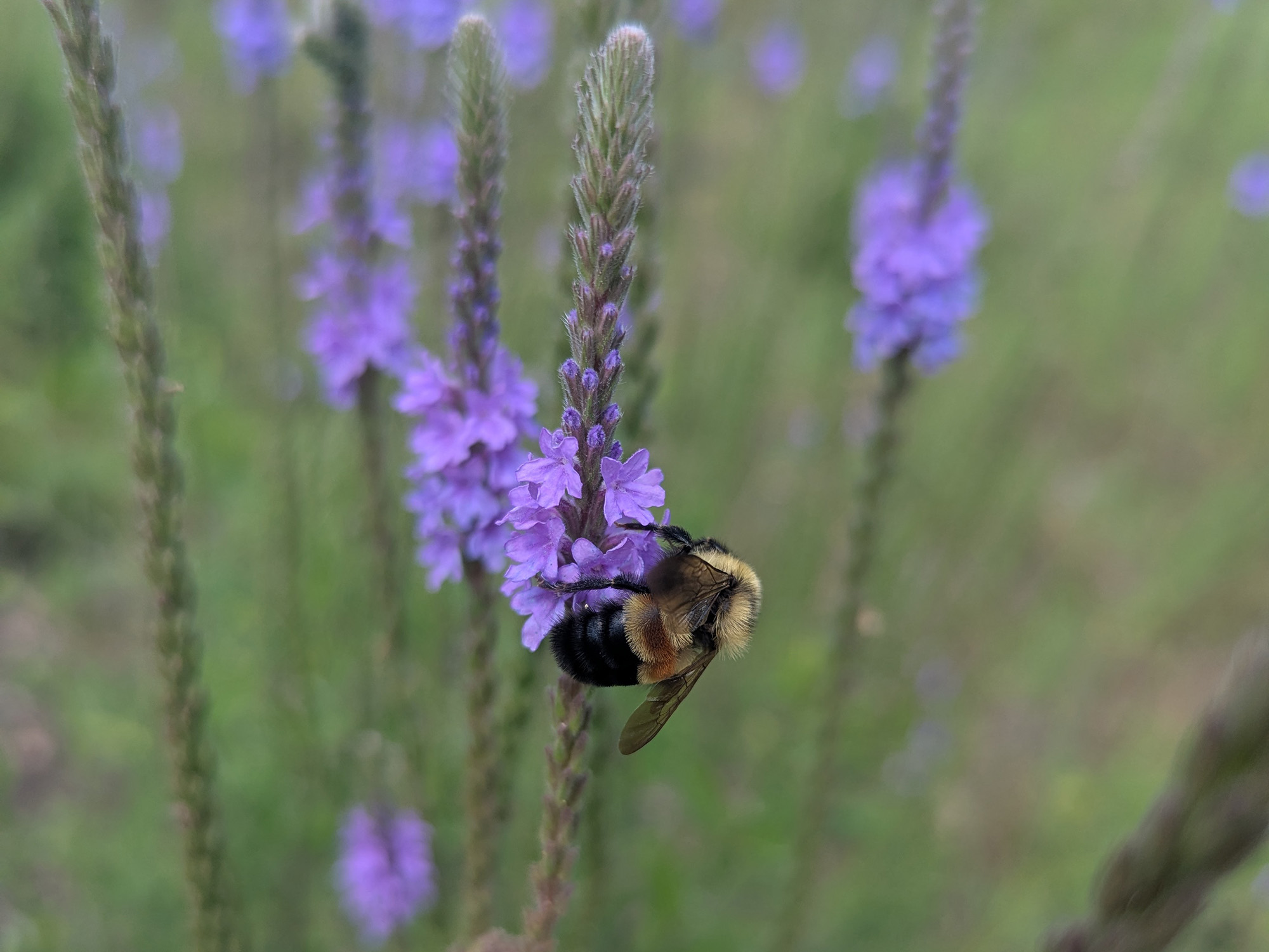 Rusty-patched bumble bee on vervain