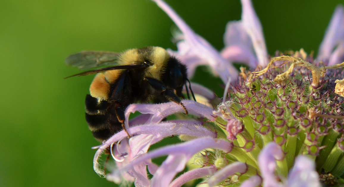 Meet the rusty patched bumblebee, Minnesota's new bee ambassador