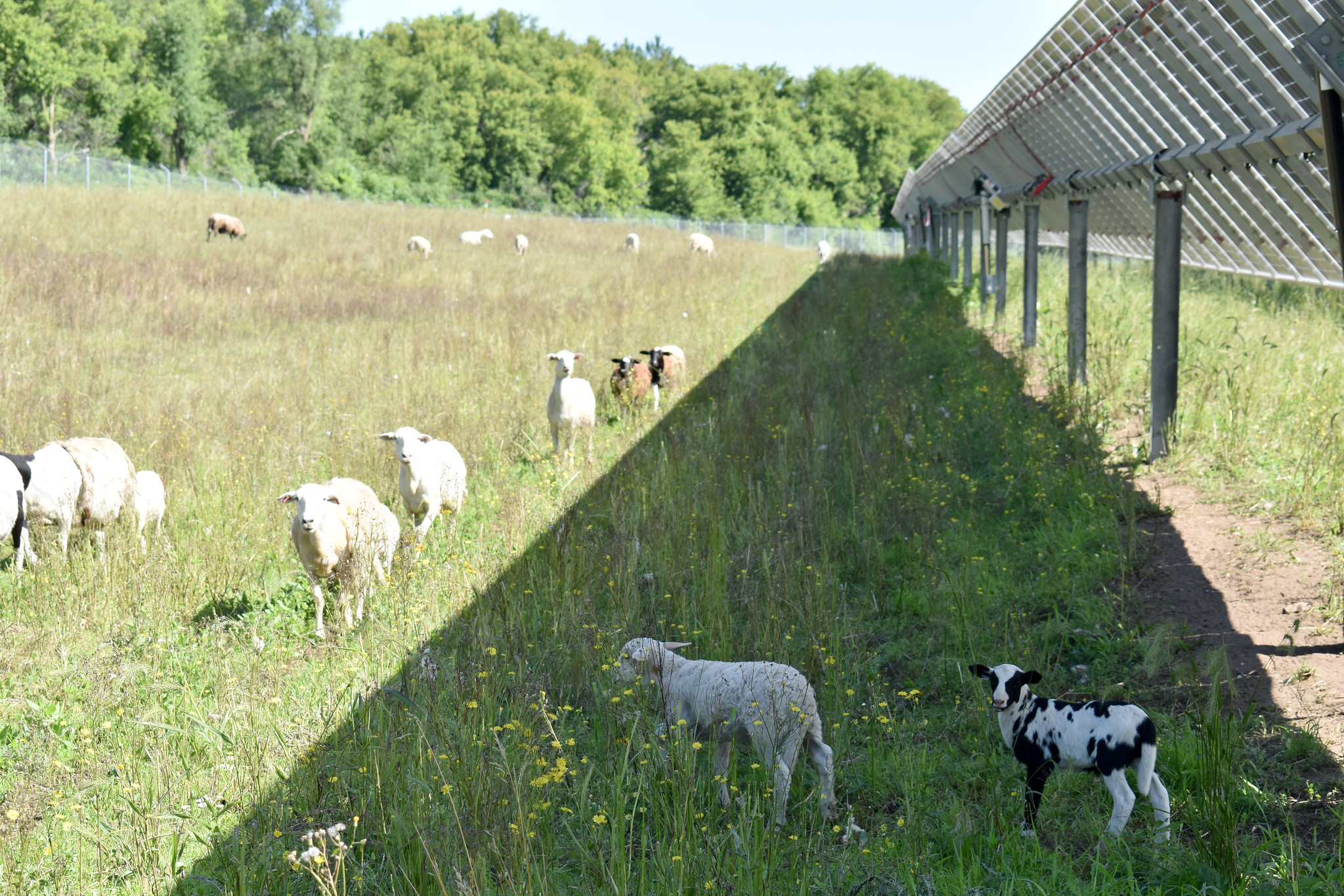 Sheep under solar panel shade
