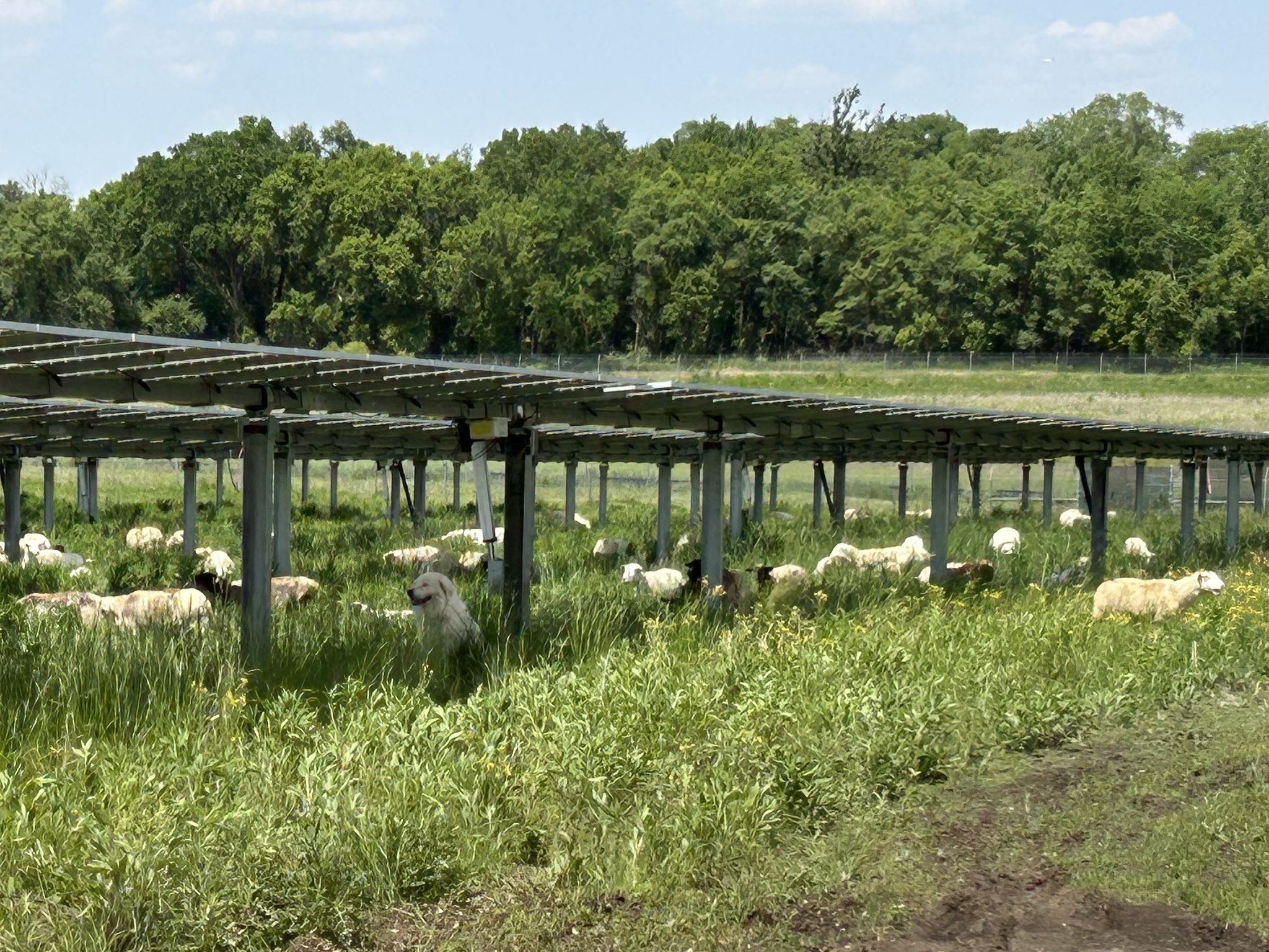 Sheep and dog beneath solar panels Sheep and dog beneath solar panels