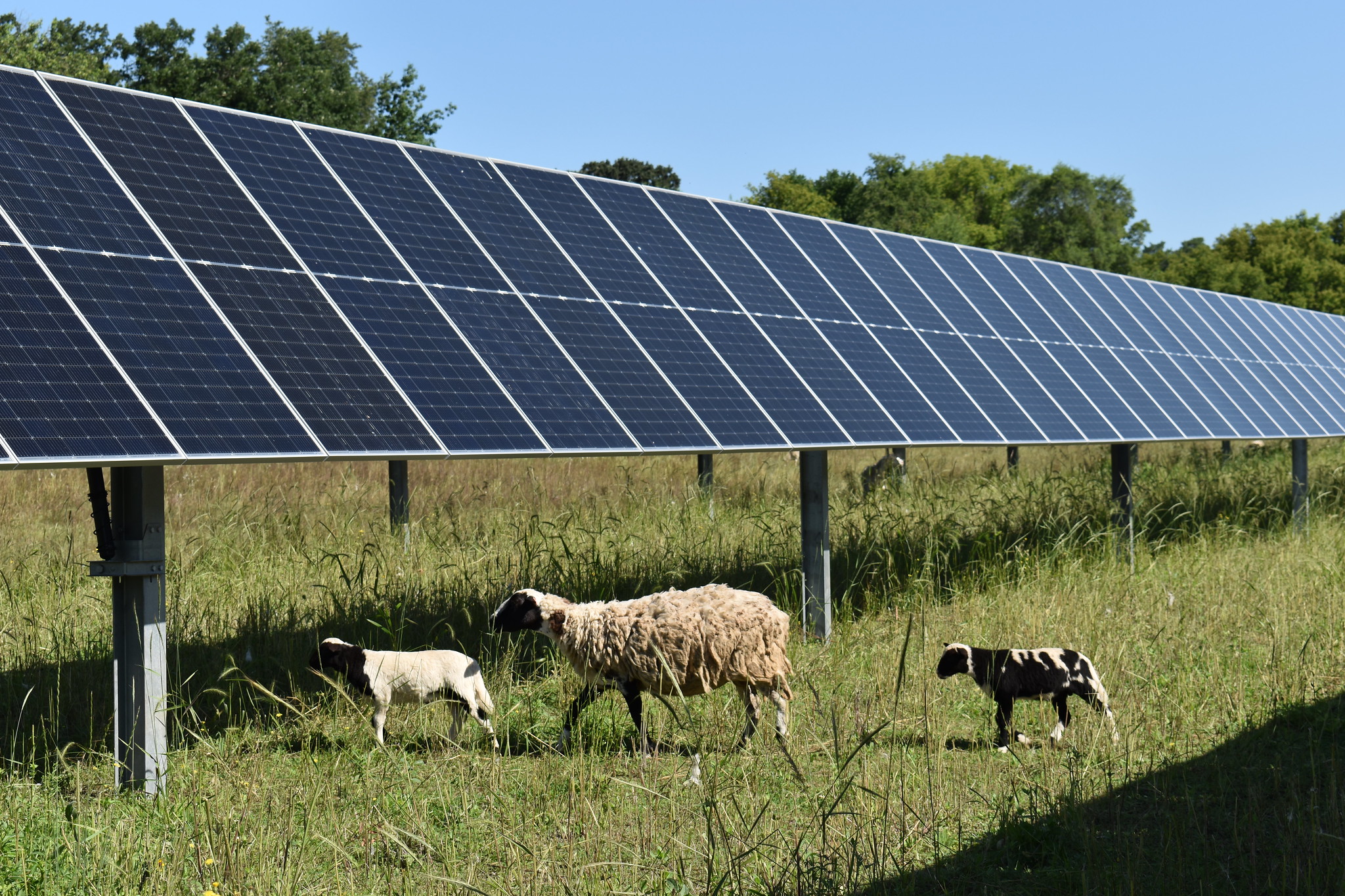 Ewe and lambs under solar panels