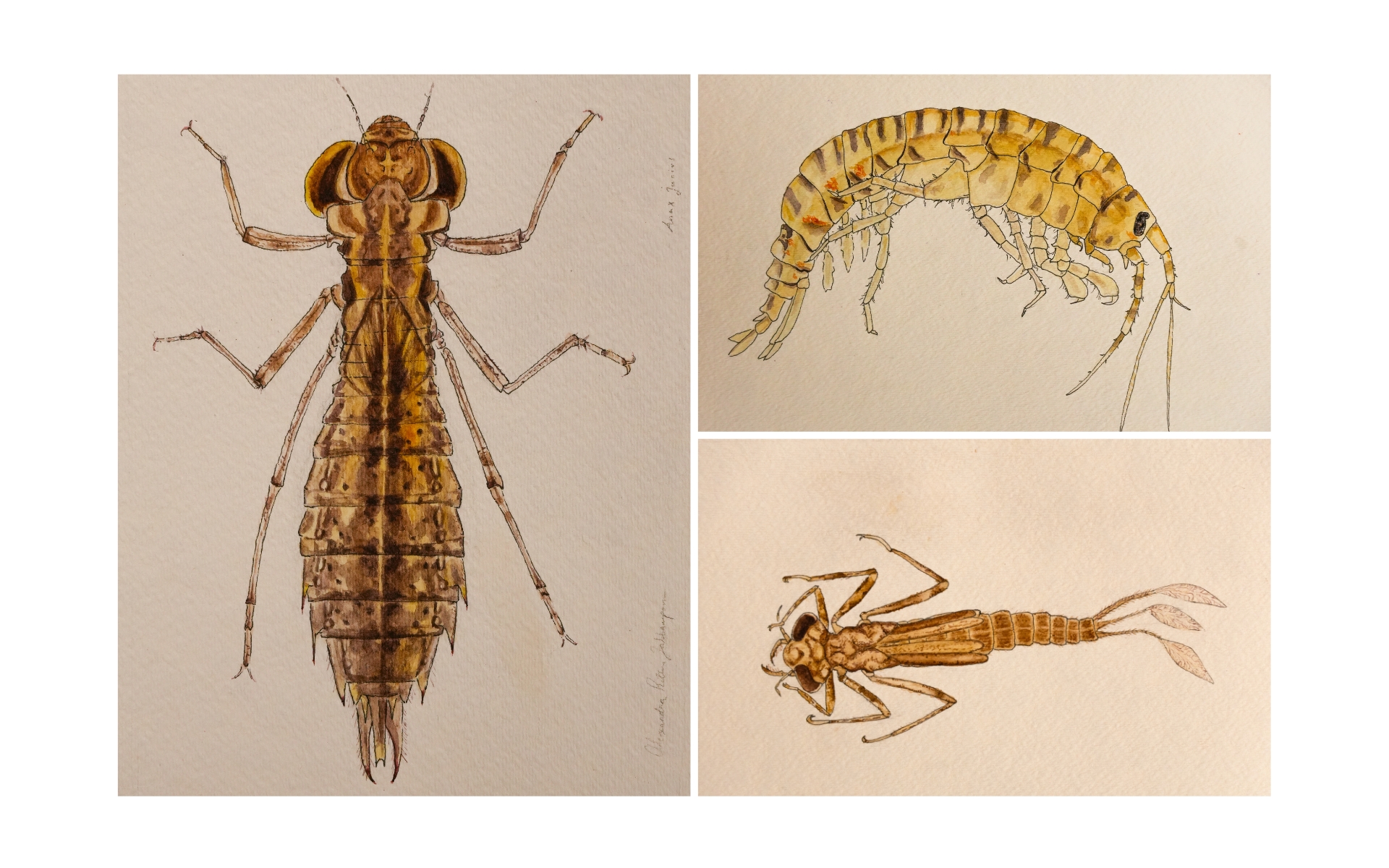 Three macroinvertebrate watercolors Three macroinvertebrate watercolors