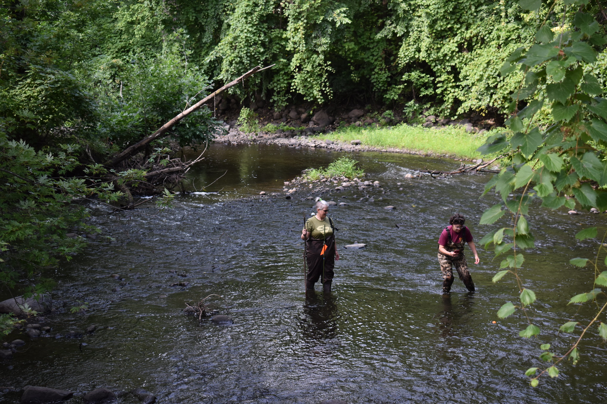SHEP volunteers collecting data in a stream
