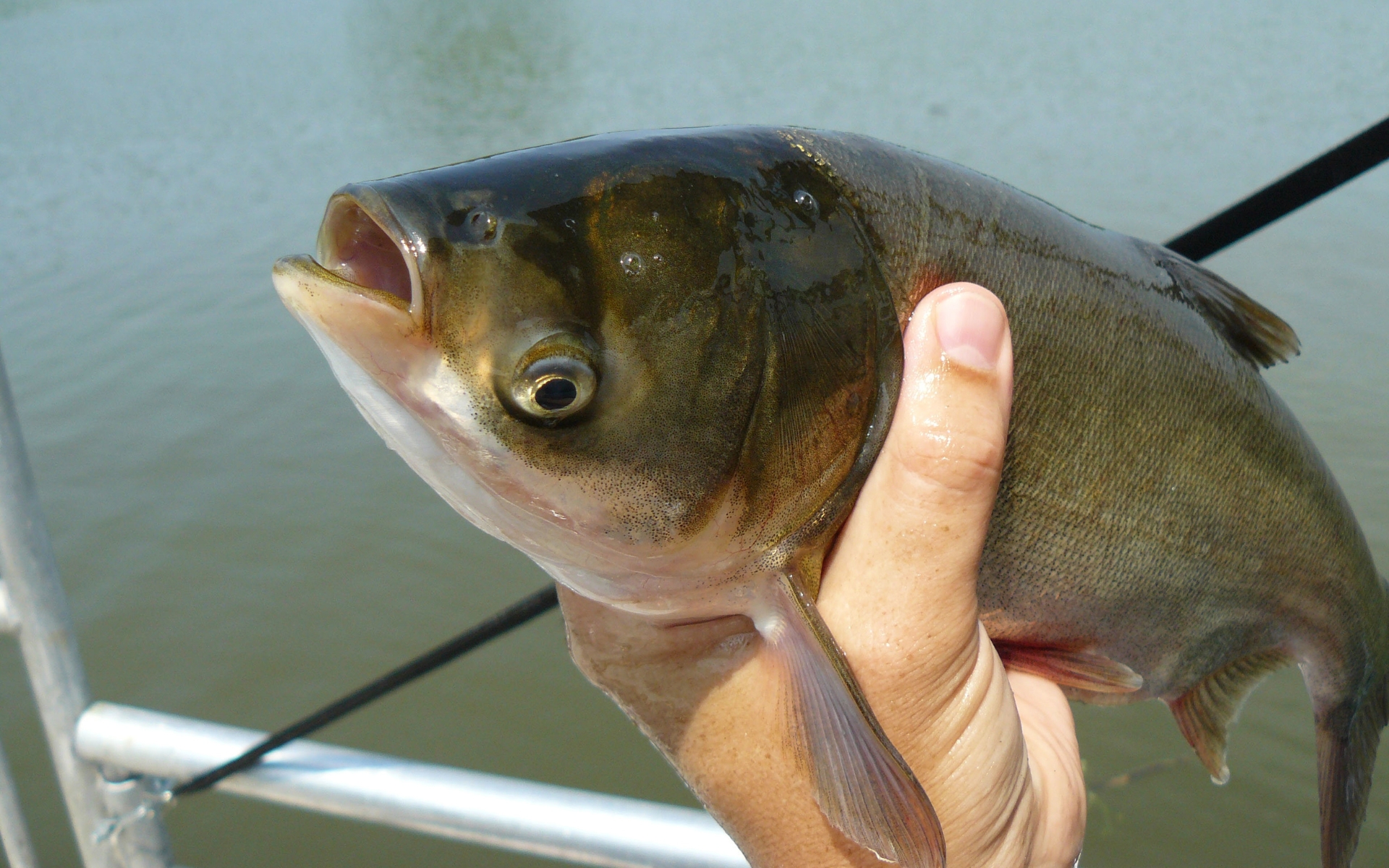 A hand holds an invasive silver carp out of the water.