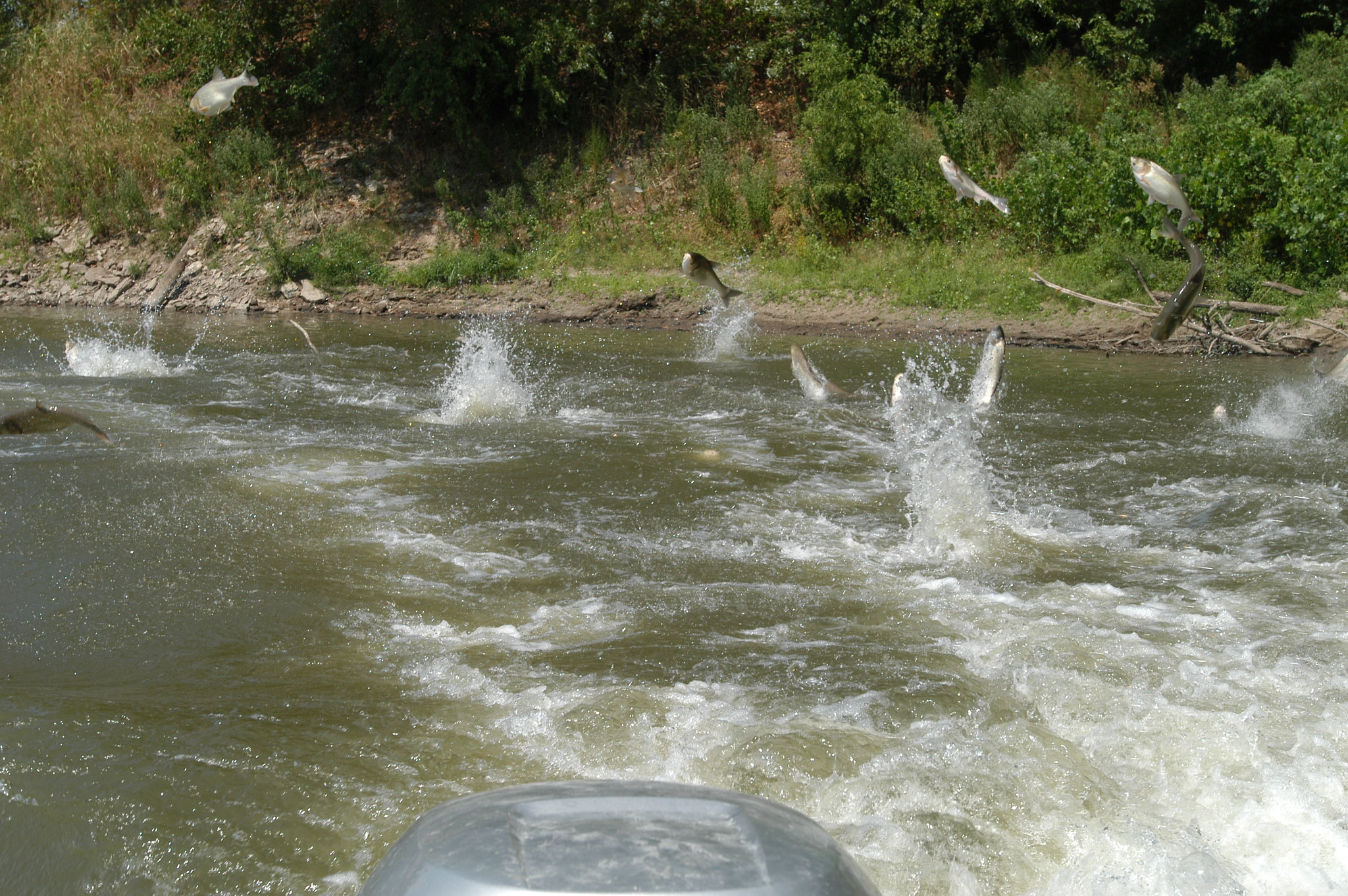 Silver carp jumping behind motor in waterway