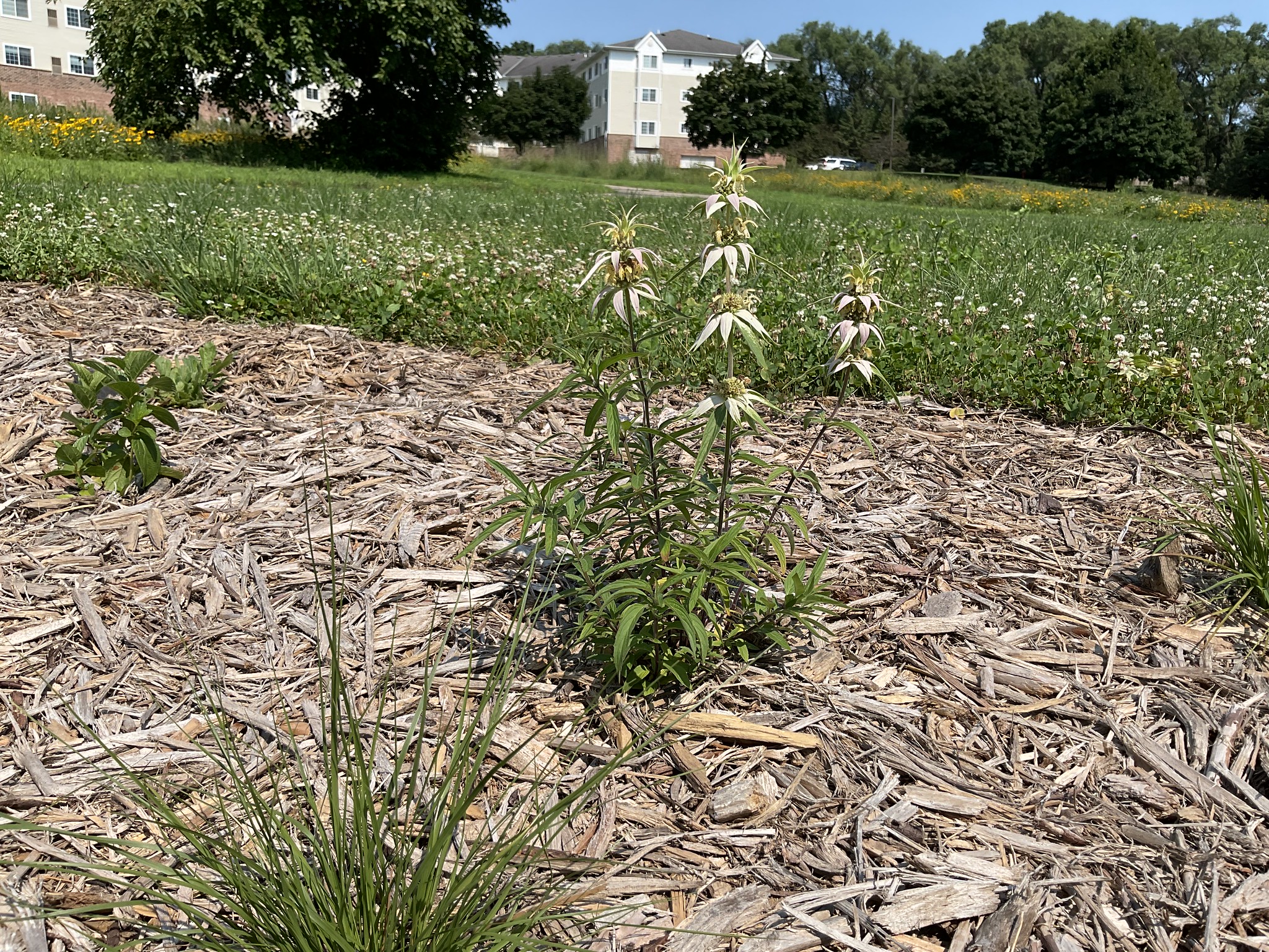Spotted bee balm in planting bed