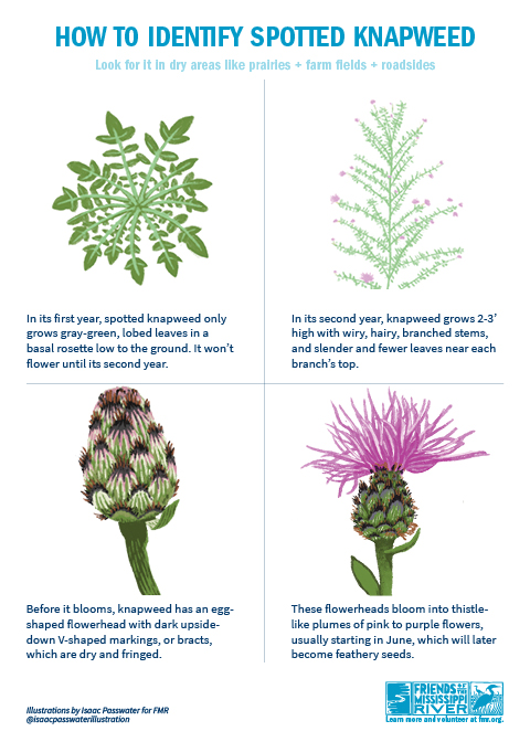 Spotted knapweed ID Spotted knapweed ID