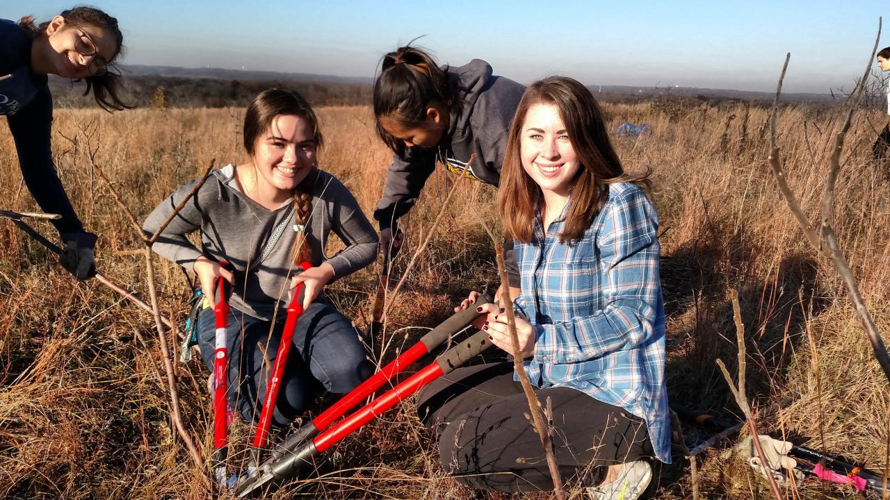 Volunteers lopping buckthorn