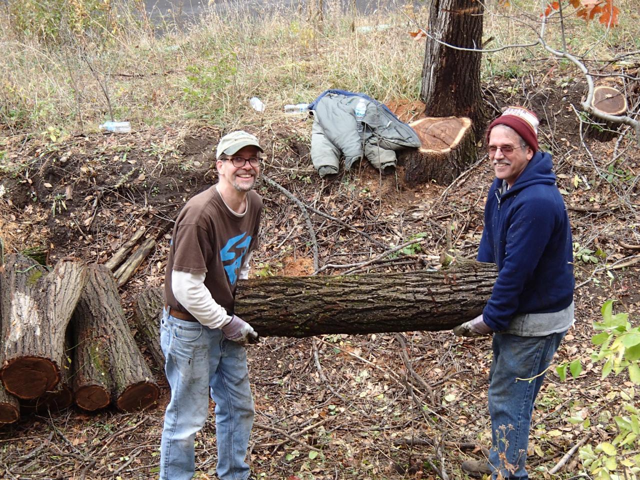 Volunteers helping each other with a large buckthorn log