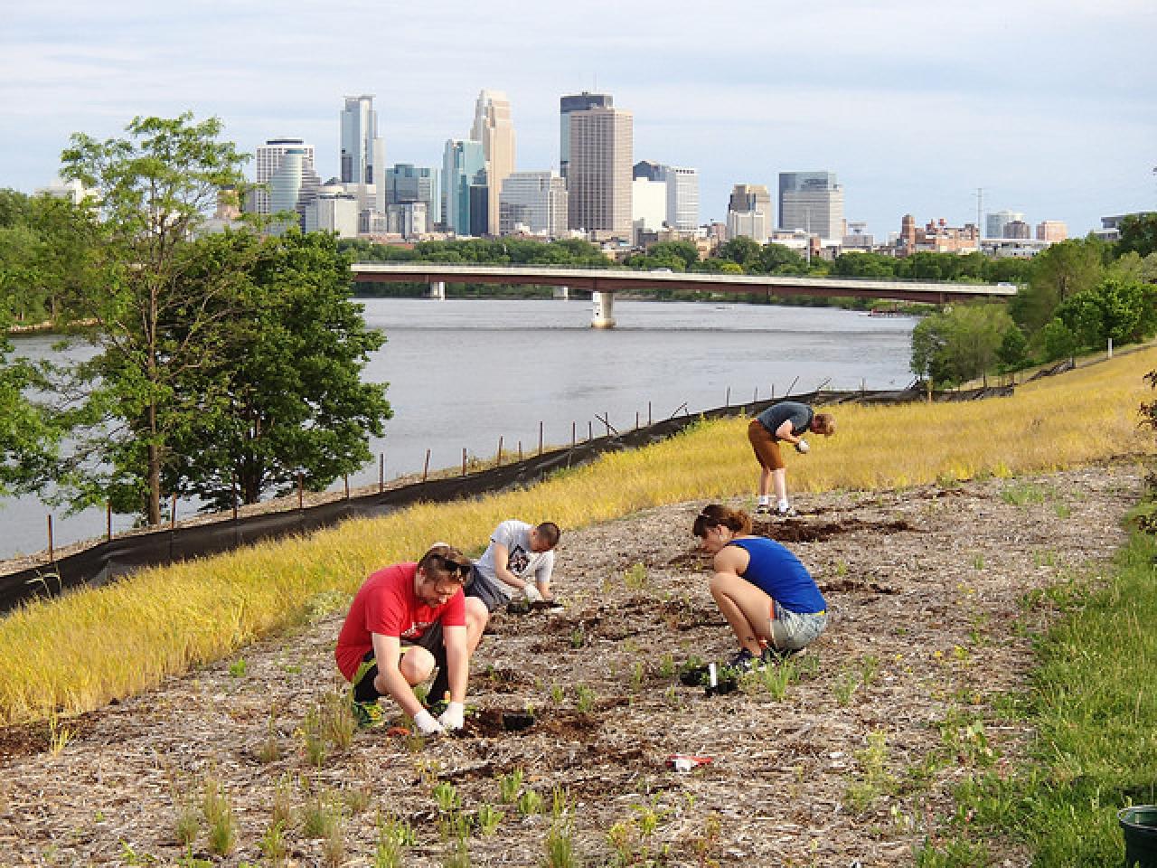 Volunteers tending the demonstration prairie at Ole Olson Park