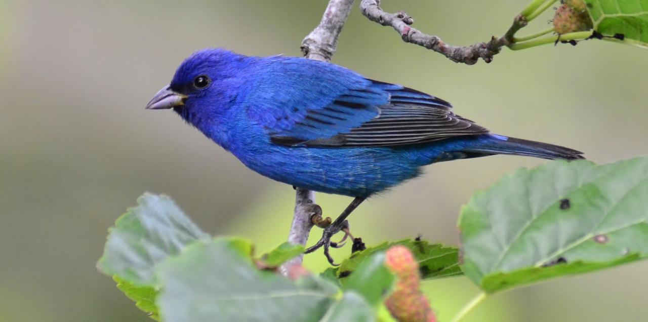 Indigo bunting