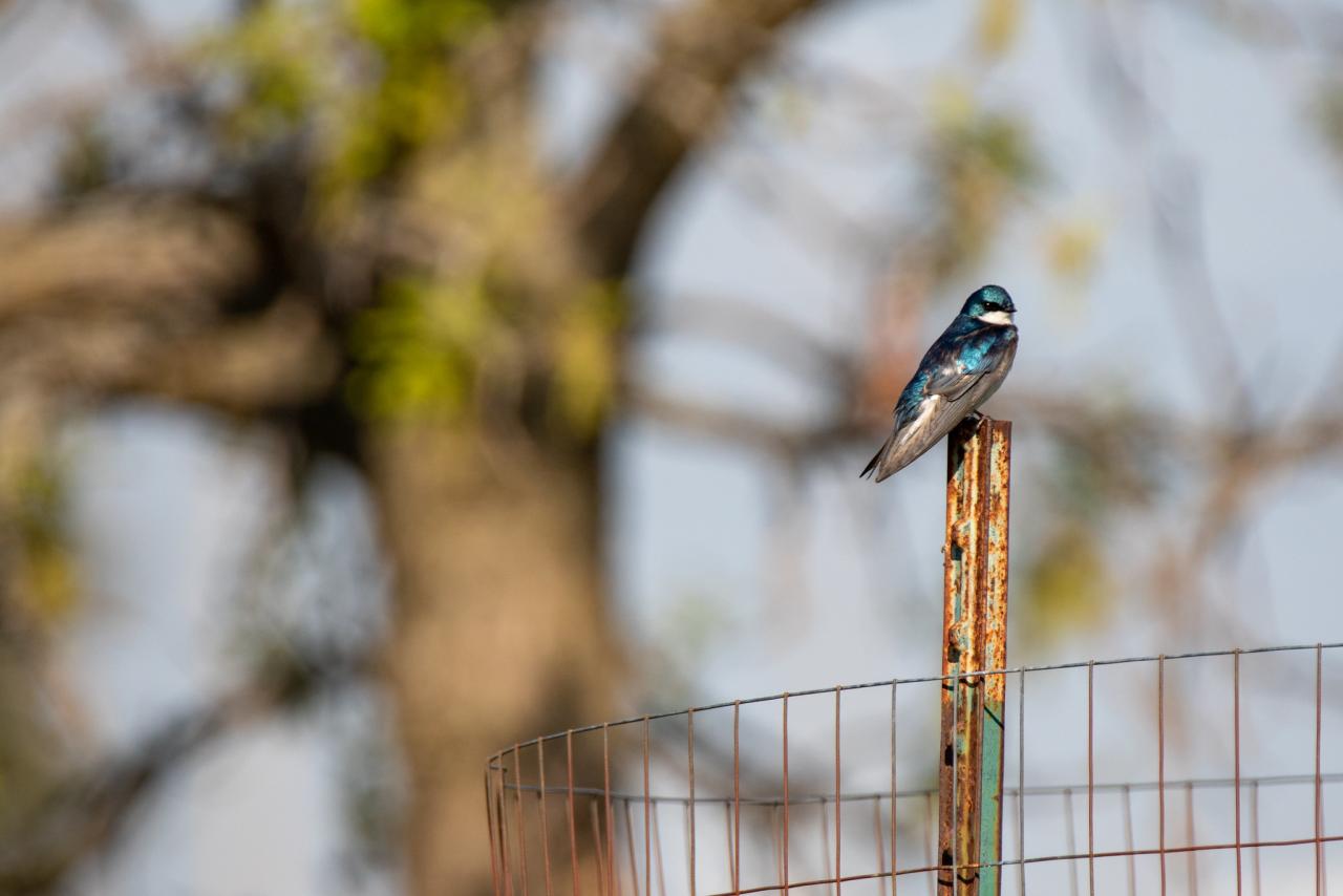 Tree swallow on a fence post