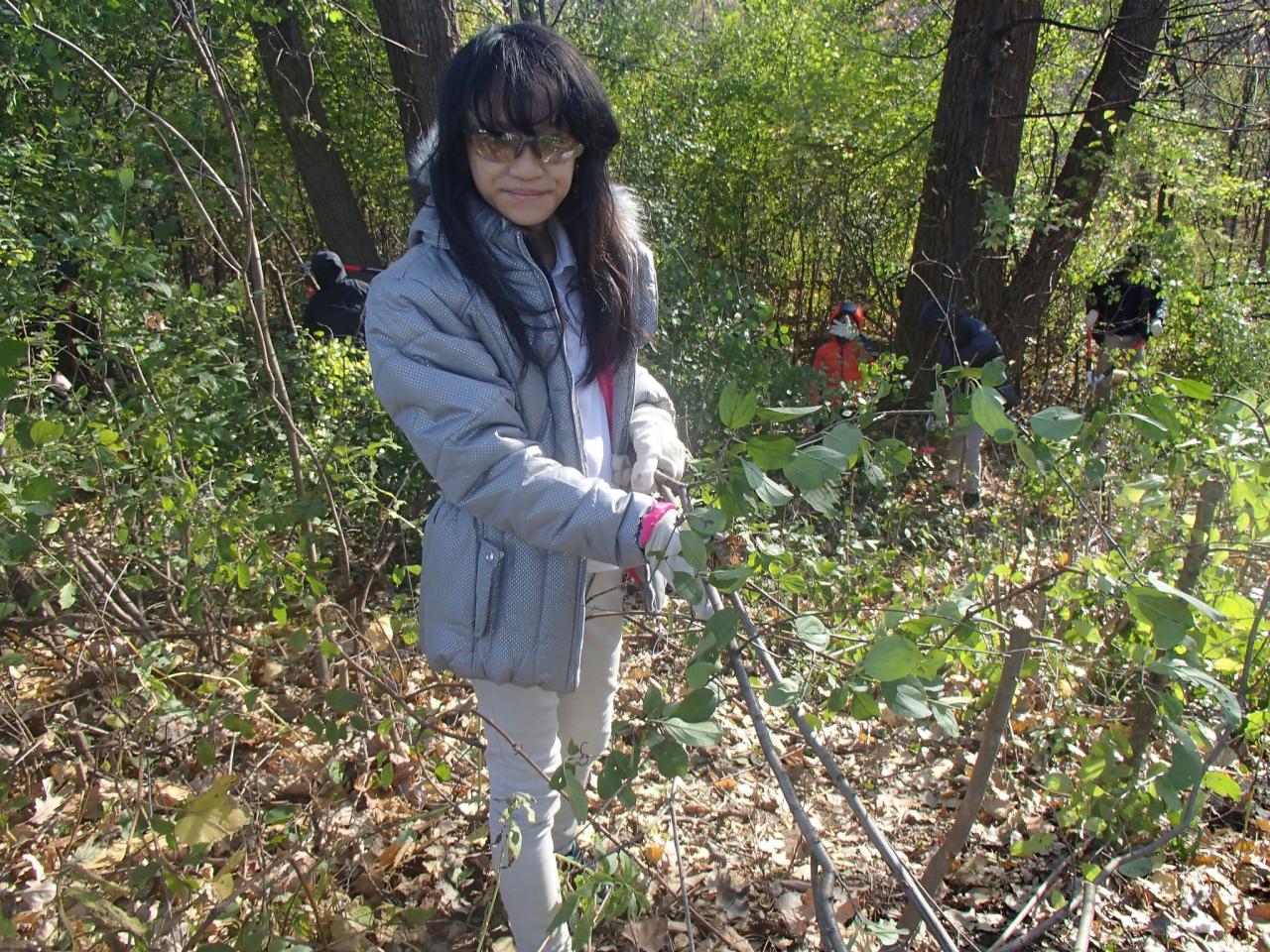 Volunteer removing buckthorn shrubs