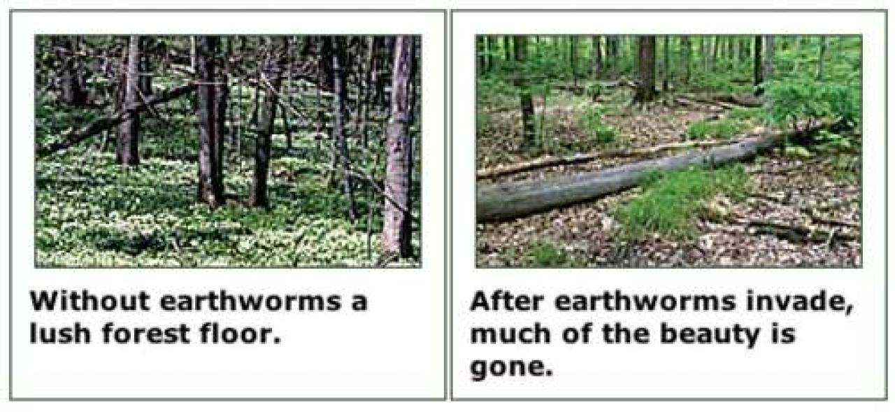 A forest floor without earthworms is healthy, one with earthworms is often barren.