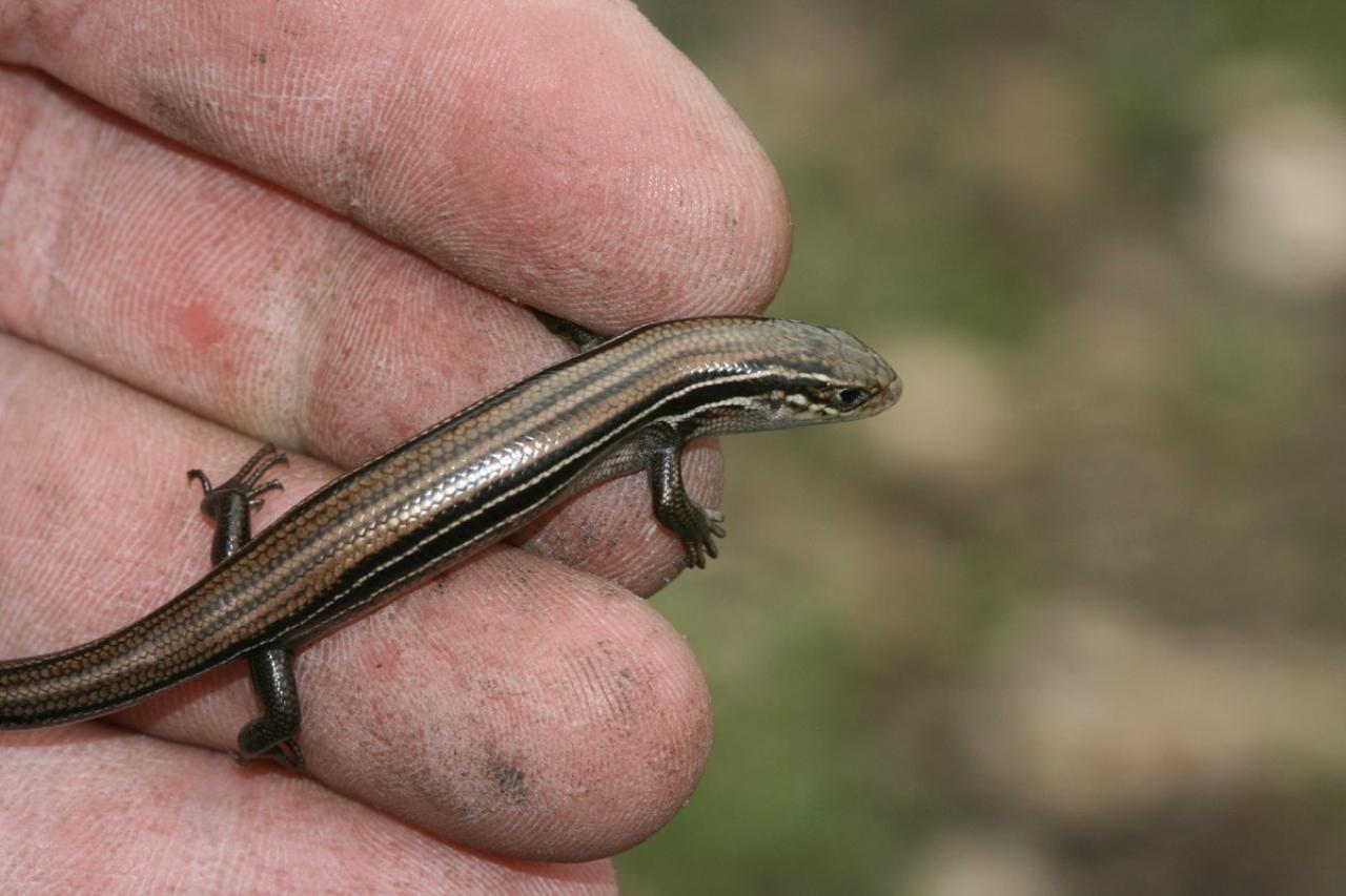 Prairie skink