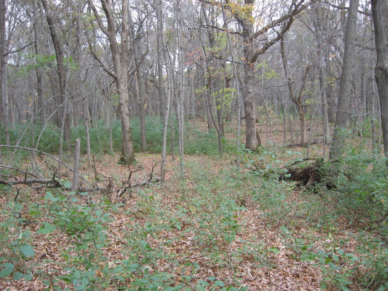 A layer of green on an otherwise gray and brown backdrop is evidence of buckthorn’s distinctive phenology.