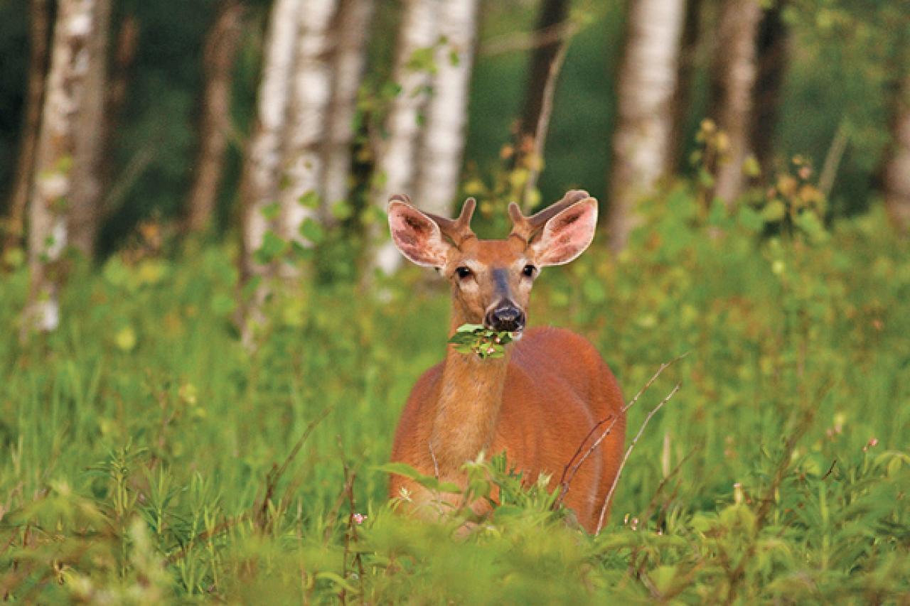 Unfortunately, deer don't enjoy munching on invasive plant species.