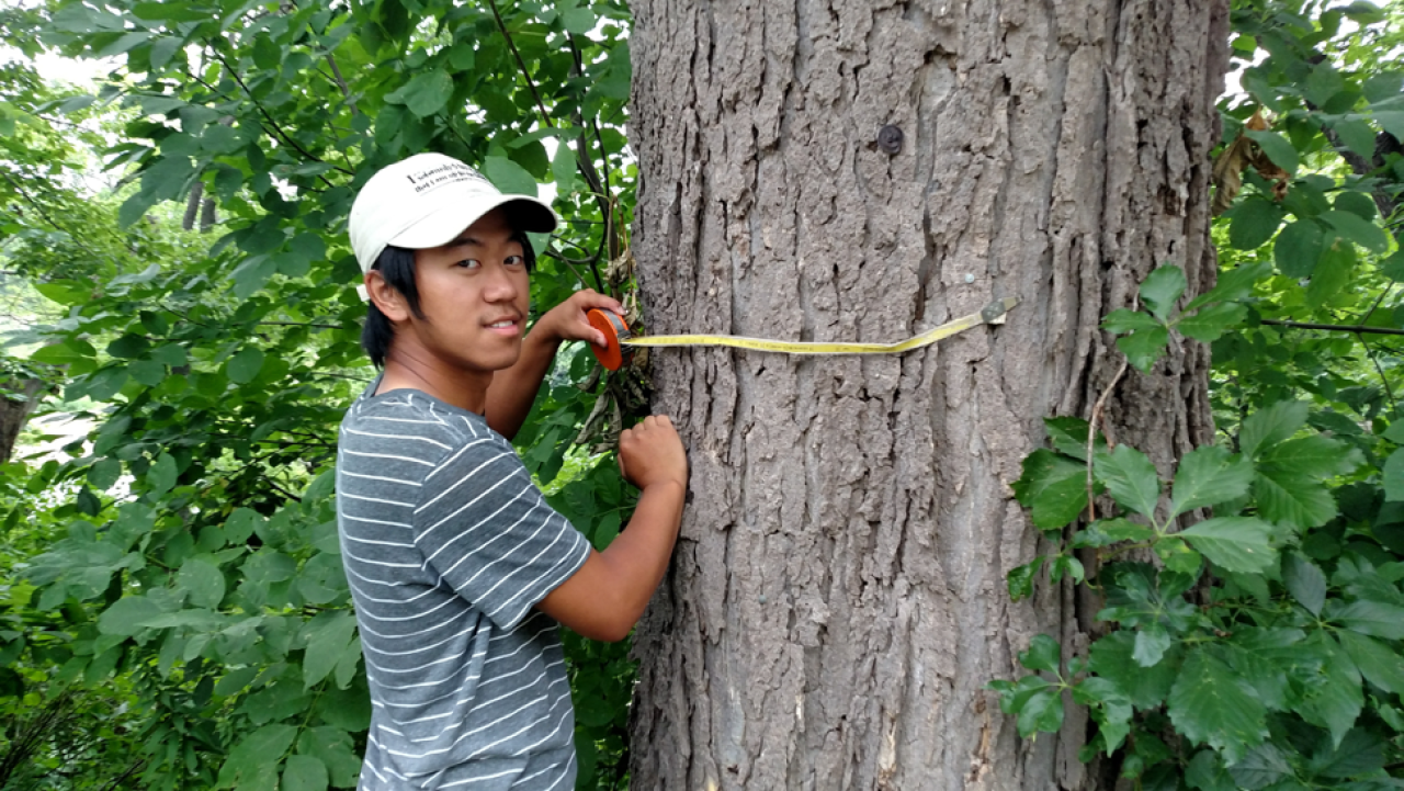 Yengsoua Lee, an MWMO Green Team alumni intern, helps survey trees on Nicollet Island as part of his time with FMR.